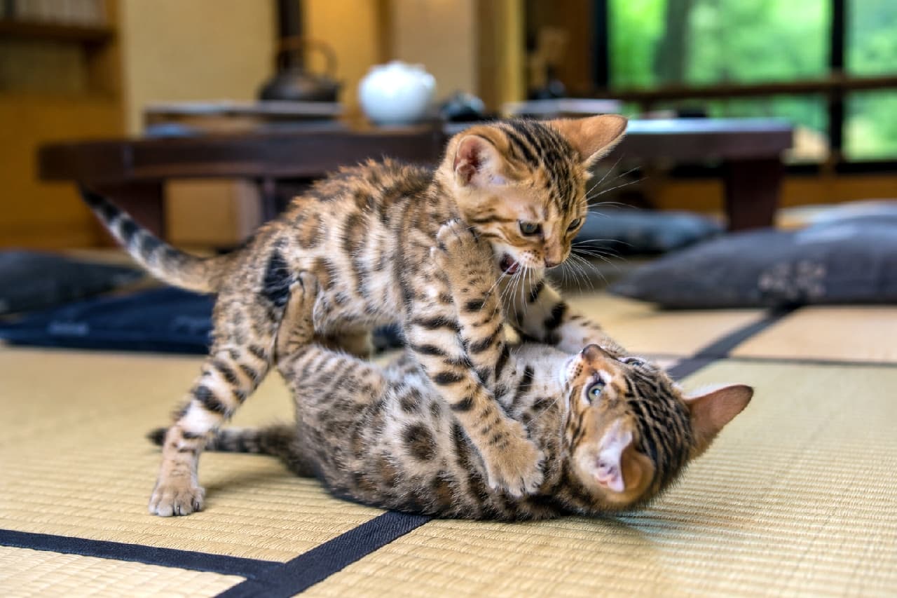 「「にゃ、にゃにするニャ!」🐯 畳の上でチビッコ猛獣たちの取っ組み合い!和室がプロレスリングになっちゃったニャ🐾🤩」Ultra-realistic high-quality photograph of two brown rosette tabby Bengal kittens play-fighting on a tatami mat in a Japanese room. One is on its back, and the other is on top of it. In the background, a wooden table, cushions, and fresh greenery visible through the shoji window create a lively and cheerful atmosphere. 和室の畳の上で、2匹のブラウンロゼットタビーのベンガルの仔猫が取っ組み合いをして遊んでいる。1匹が仰向けになり、もう1匹がその上に乗っかっている。背景には木製の座卓や座布団、障子窓から見える新緑があり、元気いっぱいで賑やかな雰囲気。超高画質なリアルな写真
