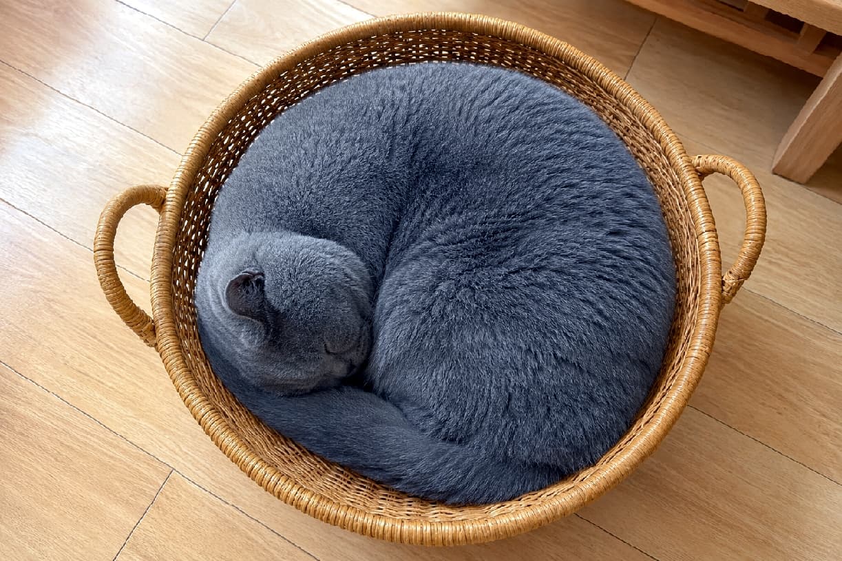 「かごにすっぽりフィット🧺✨綺麗なまるでおやすみ中のニャンモナイトを発見!見ているだけで眠くなっちゃうニャ〜💤」Ultra-realistic high-quality photograph of a British Shorthair cat with a beautiful dense blue-grey coat curled up fast asleep in a round rattan basket on a warm wooden floor, forming a perfect circle. 温かみのある板張りの床に置かれた丸い籐かごの中で、美しいブルーグレーの被毛を持つブリティッシュショートヘアが、体を丸めてぐっすりと眠っている超高画質な写真。密生した毛並みのふかふかとした質感と、かごにすっぽりと収まった完璧な円形(ニャンモナイト)が極上のリラックス空間を伝えています