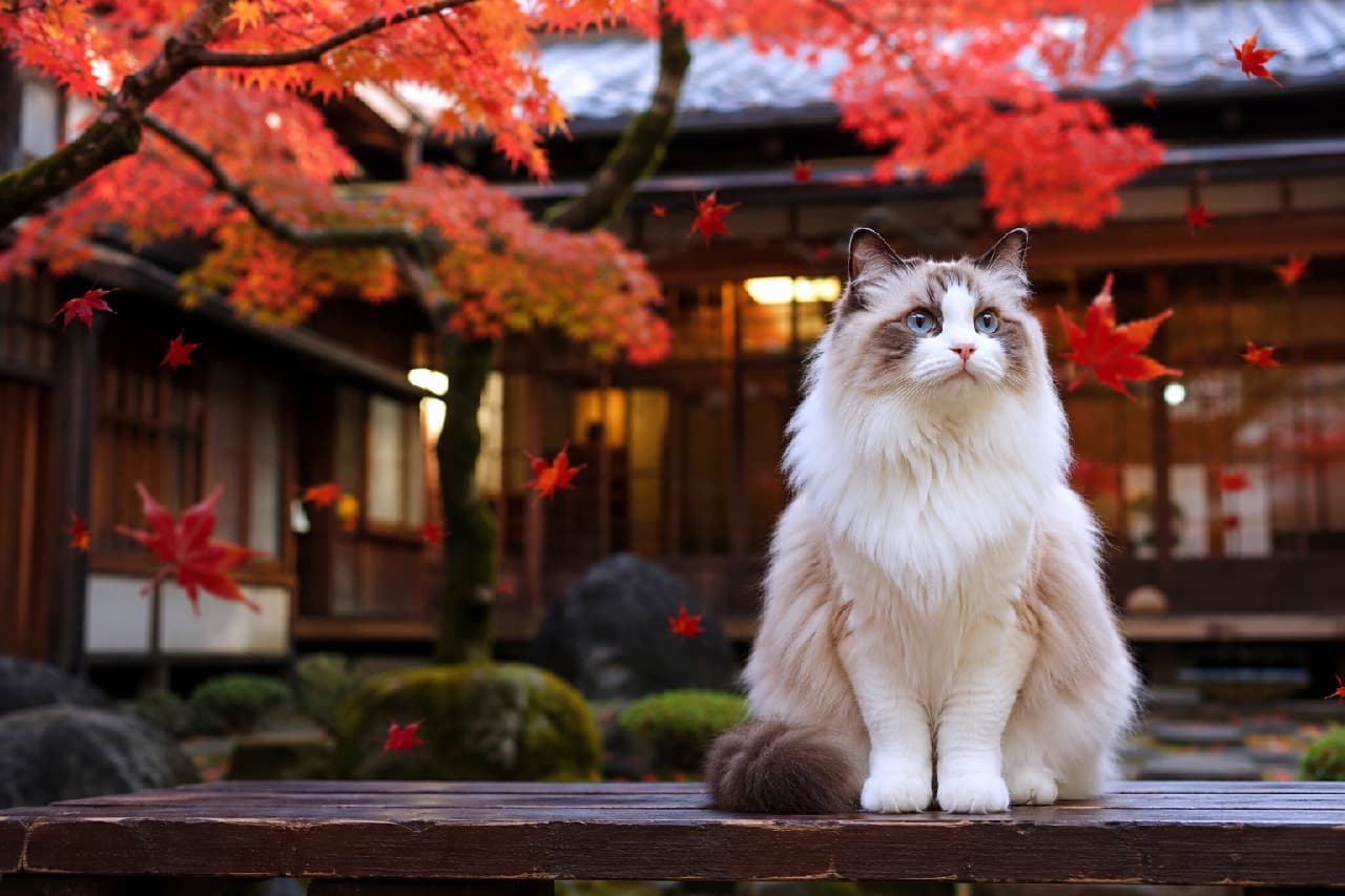 「秋の気配と美しい青い瞳にうっとり…🍁✨紅葉舞うお庭で、こんな美しい看板猫ちゃんと一緒にまったりしたいニャン🍡」Ultra-realistic high-quality photograph of an elegant bi-color Ragdoll cat with striking sapphire blue eyes sitting on a wooden bench. Vibrant red autumn maple leaves are falling around it, beautifully complementing the traditional Japanese ryokan background. 日本旅館の縁側のベンチに上品に座る、美しいサファイアブルーの瞳と豊かなモフモフの被毛を持つバイカラーのラグドール。鮮やかに色づいた真っ赤な秋の紅葉がハラハラと舞い散り、和の情緒と猫の気品が見事に調和した高画質な情景