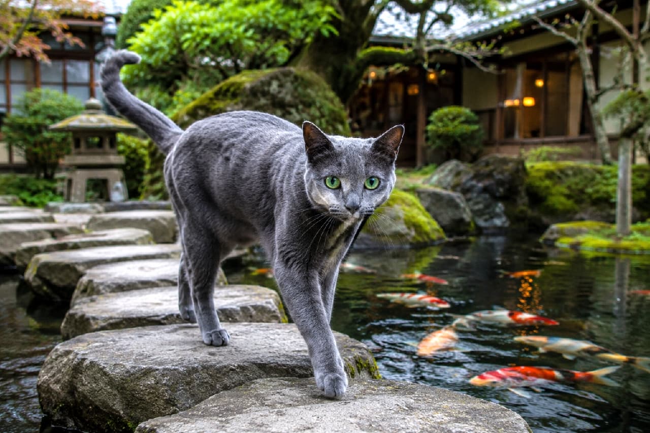 「新緑の庭園をパトロール中ニャ!🐾 飛び石を優雅に渡るロシアンブルー。錦鯉さんたちも、ボクの動きに釘付けニャ!✨🐟」Ultra-realistic high-quality photograph of a beautiful solid blue Russian Blue cat on stepping stones in a Japanese garden pond with mossy rocks, green foliage, and a lantern. The cat has its tail held high and is about to take the next step. Vibrant koi fish are swimming in the pond, conveying a sense of life within serenity. 苔むした岩、緑の植栽、灯篭が美しい日本庭園の池にある飛び石の上を、美しいソリッドブルーのロシアンブルー猫が、尾を高く上げて次の一歩を踏み出そうとしている。池には鮮やかな錦鯉が泳ぎ、静寂の中に生命力を感じさせる。超高画質なリアルな写真