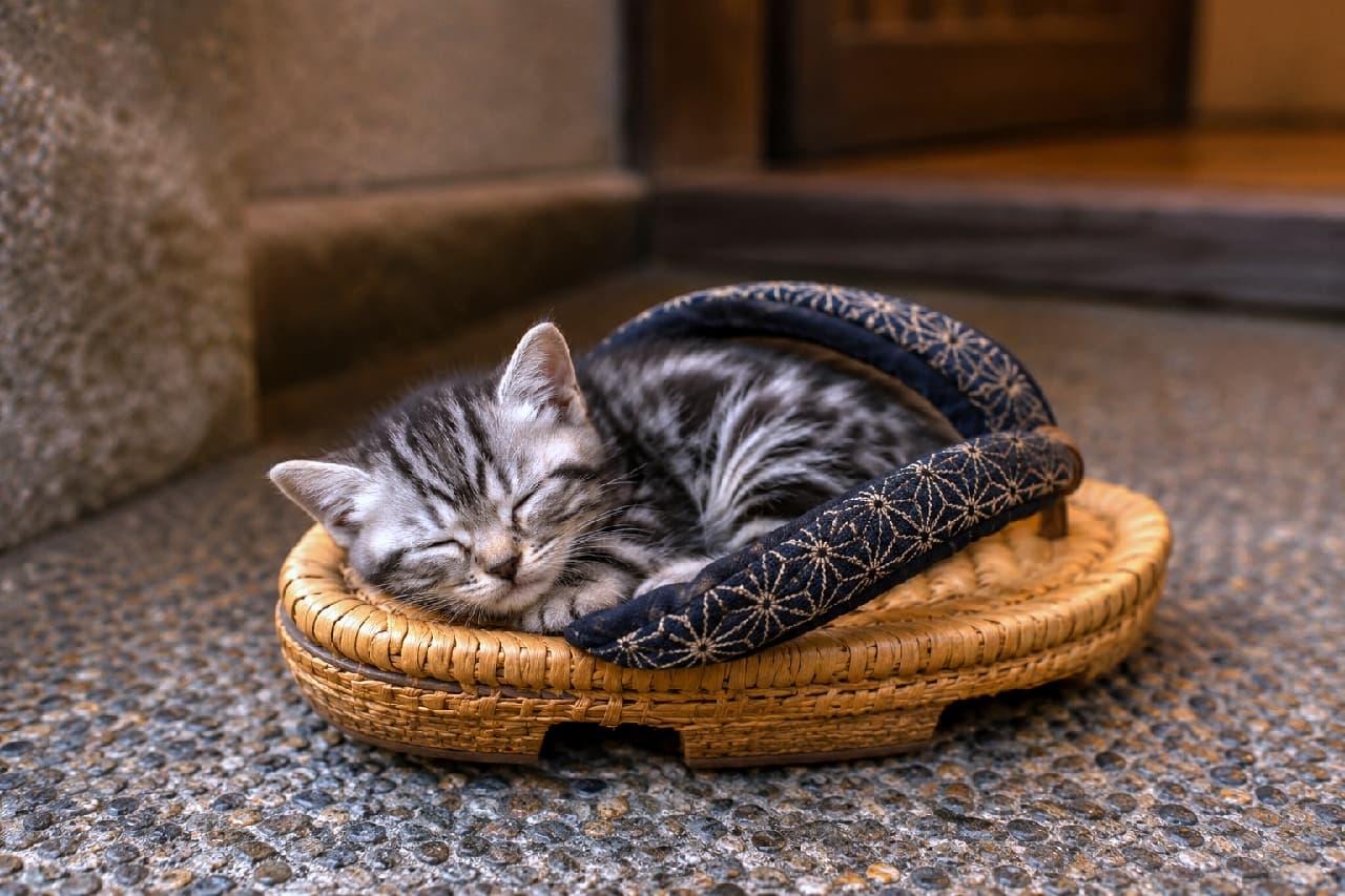 「サイズ感バッチリにゃの!🩴💤 草履をベッドにしちゃう無防備な子猫ちゃんに、もうハートを撃ち抜かれました💘」Ultra-realistic high-quality photograph of a tiny silver tabby kitten sleeping blissfully tucked inside a traditional Japanese straw zori sandal with a patterned fabric strap, resting on a stone entryway. 旅館の石畳の玄関先に置かれた伝統的な藁草履(わらぞうり)の中にすっぽりと収まり、目を閉じて幸せそうに眠るシルバータビー(アメリカンショートヘア柄)の小さな子猫。ふかふかのあどけない被毛と、和柄の鼻緒や藁のゴツゴツとした質感の対比が愛らしい超高画質な写真