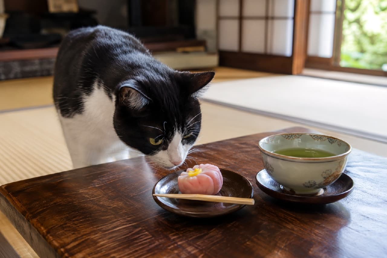 「「おいしそうな匂いがするにゃ…」🍡 高級和菓子と緑茶、そして猫。これぞ日本の究極の癒やしスタイル!和菓子は見るだけニャよ?🍵😏」Ultra-realistic high-quality photograph of a black and white tuxedo cat on a tatami mat in a Japanese room, leaning over a wooden table to sniff a pink wagashi (Japanese sweet). A cup of green tea sits beside it, with soft light from the shoji screen illuminating the scene. 和室の畳の上にある木製の座卓に、白黒のハチワレ猫が身を乗り出し、ピンク色の練り切り和菓子に鼻を近づけて匂いを嗅いでいる。隣には緑茶が入った湯飲みがあり、障子越しの柔らかな光が室内を照らしている。超高画質なリアルな写真