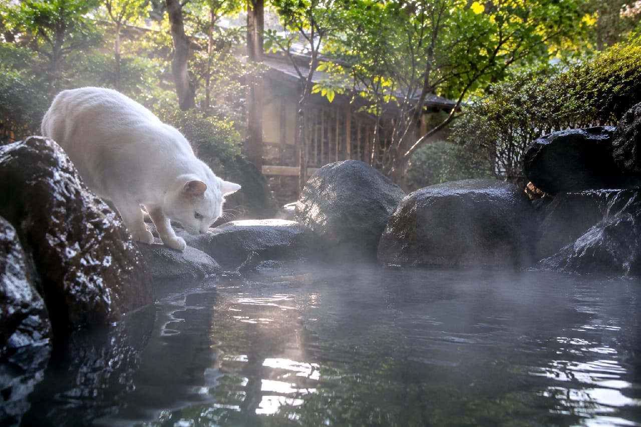 「朝風呂の妖精あらわる♨️✨湯けむりをじーっと見つめる白猫ちゃんの横顔が美しすぎる…!心が浄化される最高の癒し風景🍃」Ultra-realistic high-quality photograph of a beautiful short-haired white cat standing on wet rocks, gazing intently at the rising steam of a Japanese natural hot spring. Morning sunlight filtering through the lush green Zen garden illuminates the cat's pristine white coat. 朝の柔らかな陽射しが差し込む緑豊かな禅庭の露天風呂。濡れた岩場に前足をかけ、水面から立ち上る幻想的な湯けむりをじっと見つめる美しい白猫。木漏れ日が短い真っ白な被毛を神々しく照らし出す、静寂に包まれたリアルな情景