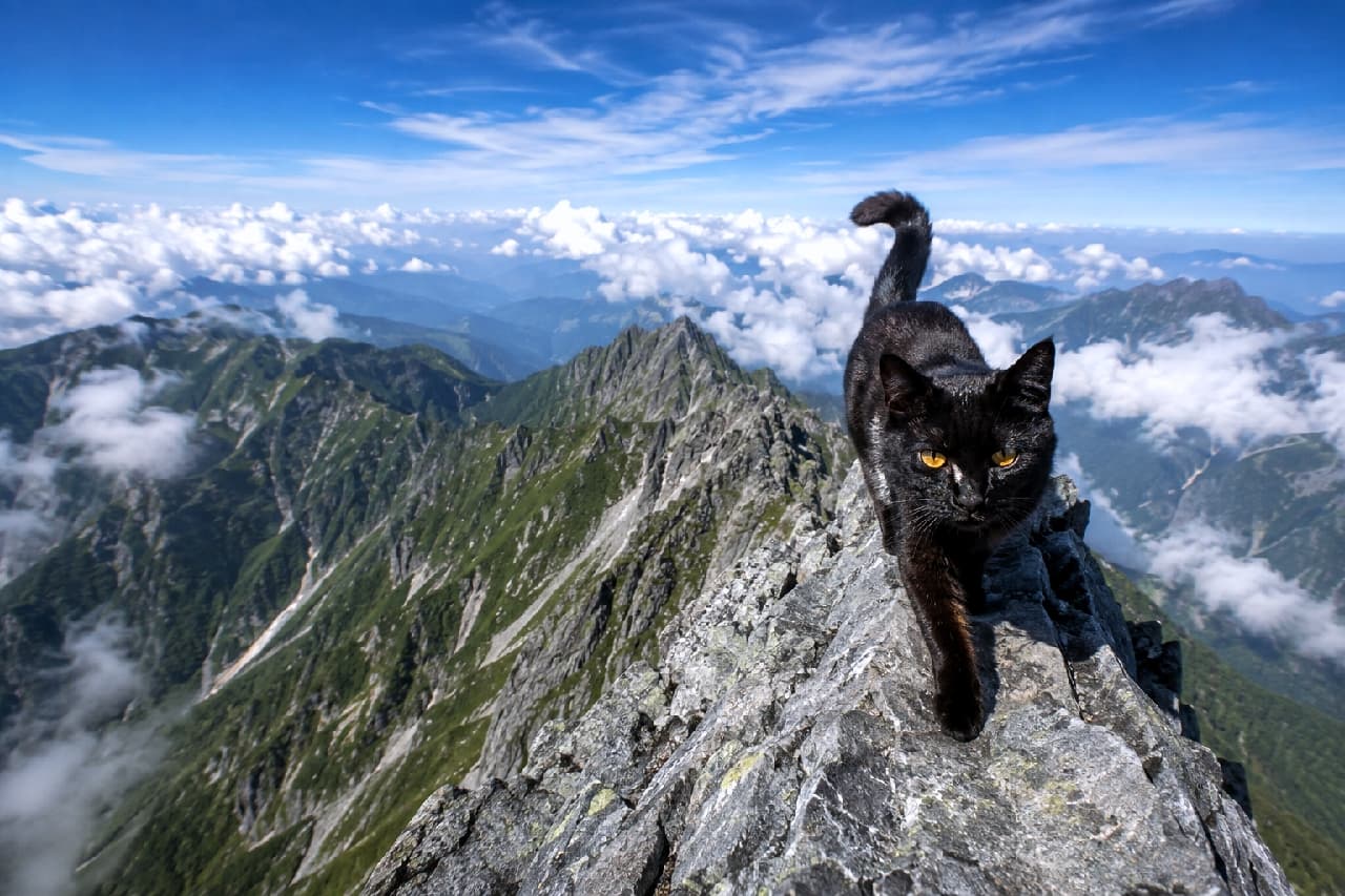 「雲の上をお散歩中！？☁️🐾 断崖絶壁もスイスイ歩けちゃう、勇敢すぎる黒猫アルピニストに拍手！👏✨」Ultra-realistic high-quality photograph of a sleek black cat walking confidently towards the camera on a rugged, rocky mountain ridge. The background features a breathtaking sea of white clouds and lush green peaks, highlighting the cat's striking golden eyes and glossy black coat. 眼下に白い雲海と緑の連峰が広がる険しい高山の岩場を、カメラに向かって力強く歩いてくる黒猫。艶やかな漆黒の被毛と、意思の強さを感じさせる鋭い金色の瞳が、大自然のスケール感と見事に調和した超高画質な写真
