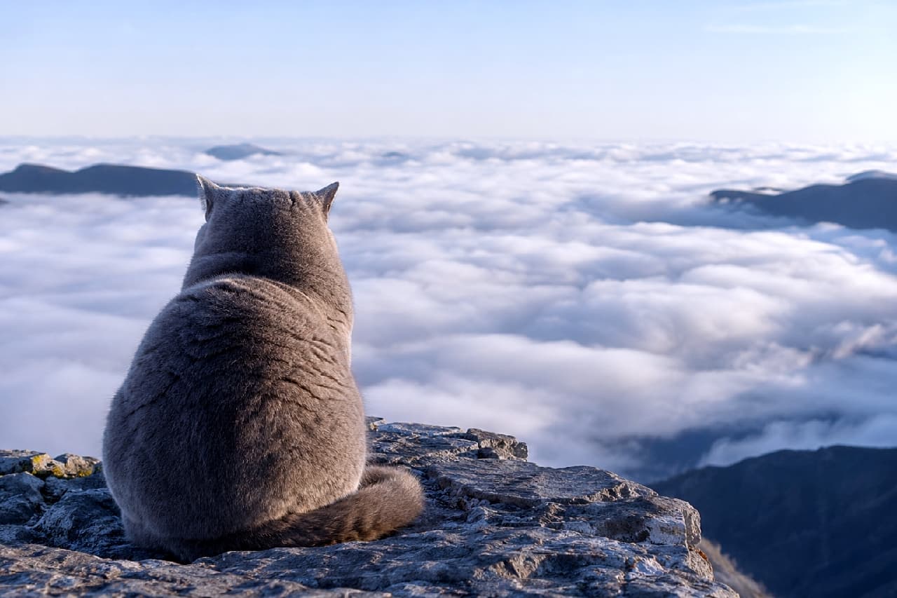 「まるで天空の城にいるみたい☁️🐈 絶景の雲海を独り占めする背中から、なんだか大物感が漂っていますよね🏔️✨」Ultra-realistic high-quality photograph from behind of a chunky blue British Shorthair-style cat sitting on a rocky cliff, quietly gazing out over a vast, majestic sea of clouds and distant mountain peaks. The soft morning light highlights its adorable round silhouette. 険しい岩山の頂上でちょこんと座り、眼下に広がる真っ白で広大な雲海と連なる山々を静かに見つめるブリティッシュショートヘア風の灰色の猫の後ろ姿。ふっくらとした背中と丸い頭、朝焼けの柔らかな光が哀愁と壮大さを感じさせる超高画質な写真