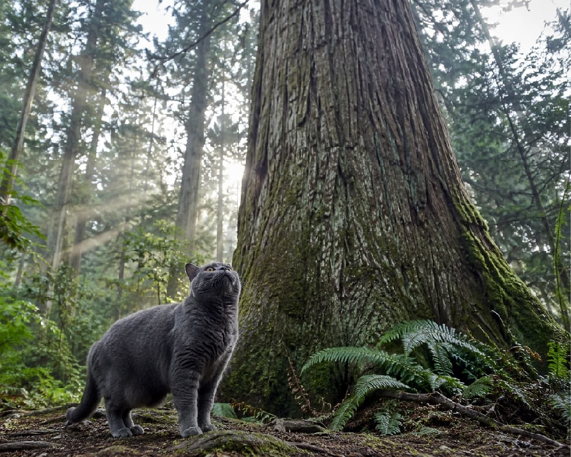 「「この木、どこまで続いてるのかな？」🌲✨ 森の精霊みたいなグレーの猫ちゃんと、神秘的な朝のお散歩に出かけよう🐈‍⬛🌫️」Ultra-realistic high-quality photograph of a solid blue British Shorthair-style cat standing at the base of a massive, moss-covered tree in a misty forest, looking up. The sunbeams piercing through the mist and the cat's dense, velvety coat create a deeply mystical atmosphere. 朝霧が立ち込める薄暗い森の中で、苔むす巨大な杉の木の根元に佇み、上を見上げるブリティッシュショートヘア風のブルー（灰色）の猫。木漏れ日が差し込む神々しい光の筋と、猫の密生したビロードのような被毛が幻想的な超高画質な写真