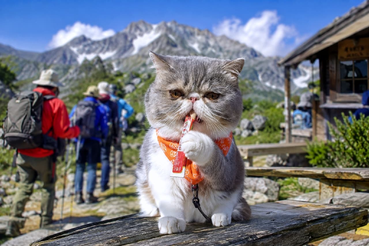 「険しい道のりも、美味しいおやつがあればへっちゃらニャ😼🏔️ オレンジのバンダナ似合ってる？✨ 休憩タイムにほっこり❤️」Ultra-realistic high-quality photograph of a grey and white Exotic Shorthair cat wearing an orange bandana, sitting on a wooden bench at a mountain rest area. The cat is adorably holding and nibbling on a stick snack. The background features a rugged snow-capped mountain, a rustic hut, and a group of hikers, perfectly capturing a heartwarming break in nature. 険しい雪山と青空を背景に、山岳休憩所の木のベンチに座るグレーと白のエキゾチックショートヘア。鮮やかなオレンジ色のバンダナを巻き、スティック状のおやつを両手で器用に持ってかじる愛らしいポーズ。奥には色とりどりのウェアを着た登山者のグループと古い山小屋が見え、過酷な自然の中のホッと一息つける瞬間を捉えています