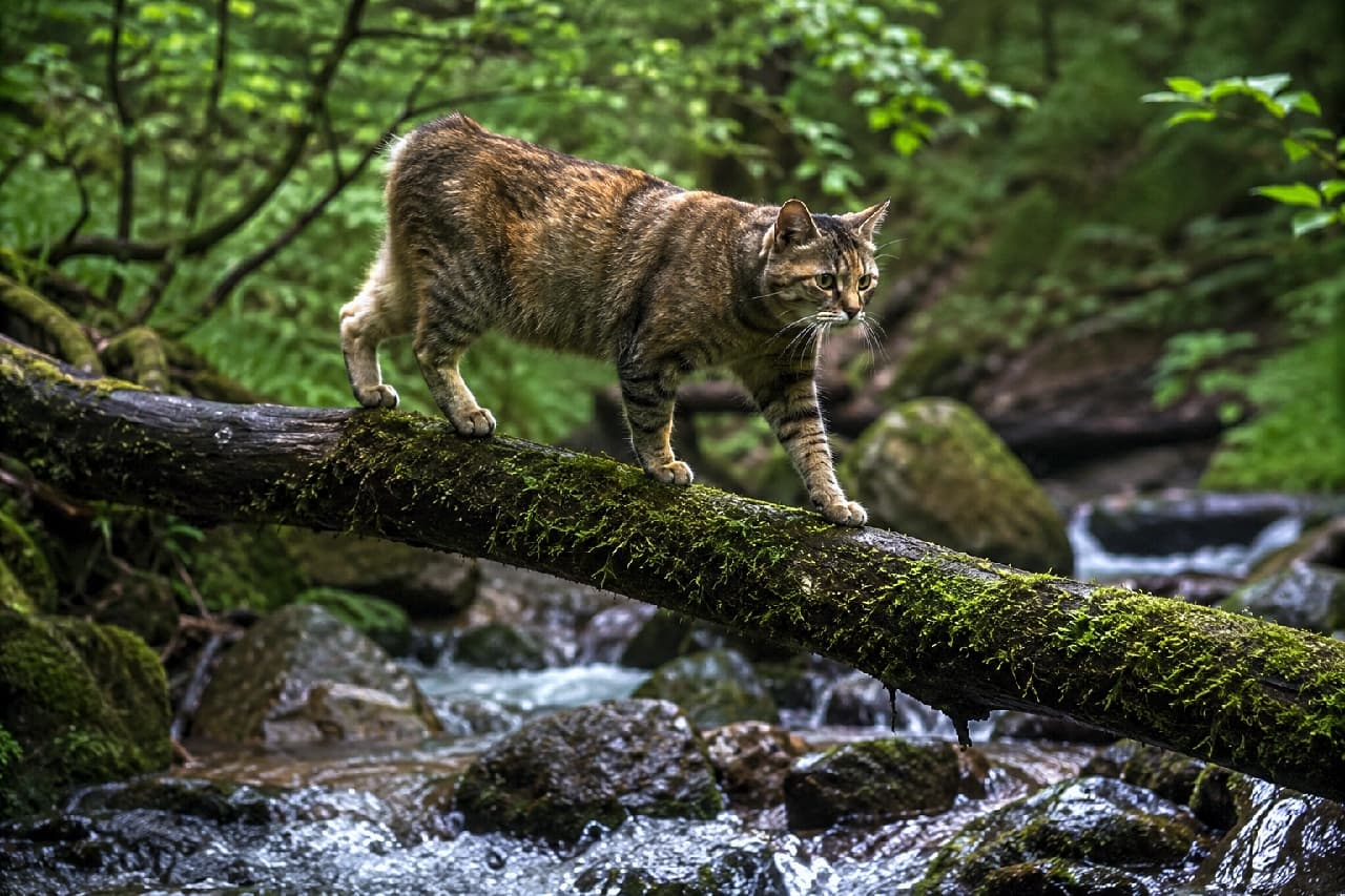 「渓流の丸太橋を渡る小さな冒険家🐈🐾 真剣な表情と慎重な足取りを、思わず応援したくなっちゃいますよね📣✨」Ultra-realistic high-quality photograph of a brown tabby Manx cat carefully crossing a moss-covered log over a splashing mountain stream. The cat's supple muscles, serious golden eyes, and the humid atmosphere of the forest are beautifully captured. しぶきを上げる渓流の上に架かった苔むす丸太を、慎重な足取りで渡る大人のマンクス猫。野生の血を感じさせるしなやかな筋肉と、水面を見つめる真剣な金色の瞳、森の湿気を感じるリアルな質感が美しい超高画質な写真