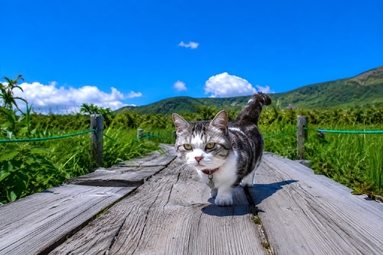 「最高のハイキング日和！青空の下を誇らしげに歩く姿がモデルさんみたいでしょ？🐈☀️ 一緒にお散歩したい人〜！🙋‍♀️」Ultra-realistic high-quality photograph of an adult Munchkin cat walking confidently towards the camera on a wooden boardwalk, set against a vibrant green wetland and a clear blue sky with fluffy white clouds. Its red collar adds a striking accent. 澄み渡る青空とふんわりとした白い雲、鮮やかな緑の湿原を背景に、木製の板道をまっすぐこちらへ歩いてくる大人のマンチカン猫。赤い首輪がアクセントになり、自信に満ちた黄緑色の瞳が印象的な超高画質な写真