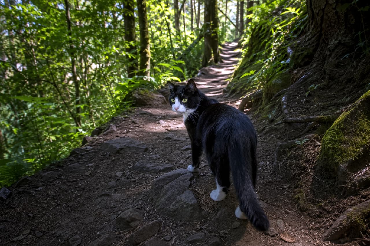 「「ねえ、ちゃんとついてきてる？」って言いたげな森の案内人🐾🌲 振り返るお顔が可愛すぎて先に進めません😍」Ultra-realistic high-quality photograph of a black and white tuxedo cat looking back on a dim, sun-dappled forest trail. Its glossy black coat, white paws, and wide emerald green eyes match the mysterious atmosphere of the deep green woods. 木漏れ日が差し込む薄暗い緑の森の小道で、ふと立ち止まってこちらを振り返るハチワレの黒白猫。艶やかな黒い被毛と白い足先、丸く見開かれたエメラルドグリーンの瞳が、神秘的な森の雰囲気とマッチしている超高画質な写真