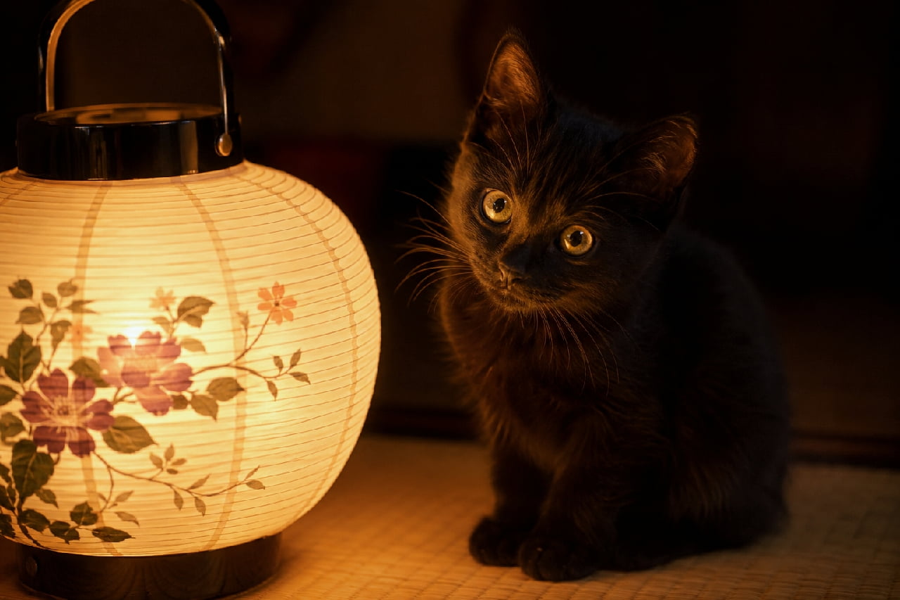 「何か見つけたにゃ?🐾 提灯の隣で小首をかしげる姿があざとかわいい🖤 #黒猫の可愛さ #和の心 #癒し猫 #お盆休み #日本の夏」Ultra-realistic high-quality photograph of a black kitten gently tilting its head while sitting next to a glowing Japanese paper lantern. The warm ambient light elegantly highlights the kitten's amber eyes and glossy dark fur, creating a serene and mystical atmosphere. ほのかに灯る和風の盆提灯の隣で、少し小首を傾げながらこちらをじっと見つめる黒猫の子猫。提灯の温かみのある光が、闇に溶け込むような黒い被毛を繊細に照らし、丸くて大きな琥珀色の瞳の透明感を際立たせています。静寂の中に宿る、命の息吹を感じさせる一枚