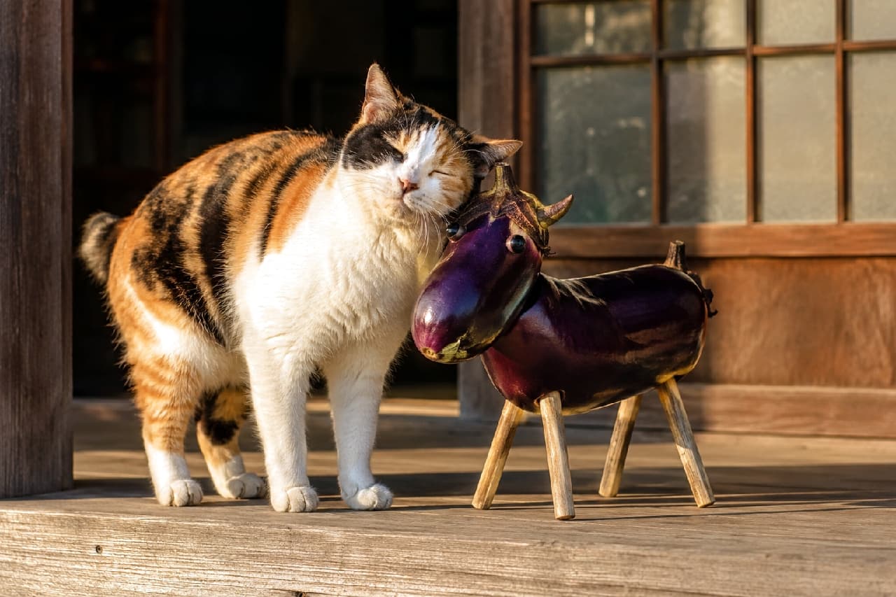 「ご先祖様の乗り物にご挨拶🍆🐾 ナスの牛さんにすりすりする三毛猫ちゃんにほっこり🍵 #精霊牛 #三毛猫 #縁側 #お盆休み #日本の夏」Ultra-realistic high-quality photograph of a charming calico cat affectionately rubbing its cheek against a traditional eggplant spirit cow (shouryouushi) on a rustic wooden porch. The natural sunlight beautifully captures the cat's relaxed expression and vibrant tri-color coat in a peaceful summer setting. 木漏れ日が差し込む趣のある縁側で、お盆の飾りの精霊牛(ナスの牛)に目を細めて気持ちよさそうに頬をすりすりしている、日本猫らしい丸みを帯びた三毛猫。白、黒、茶の鮮やかな被毛が自然光に輝き、穏やかで平和な夏の昼下がりの情景を完璧に表現しています