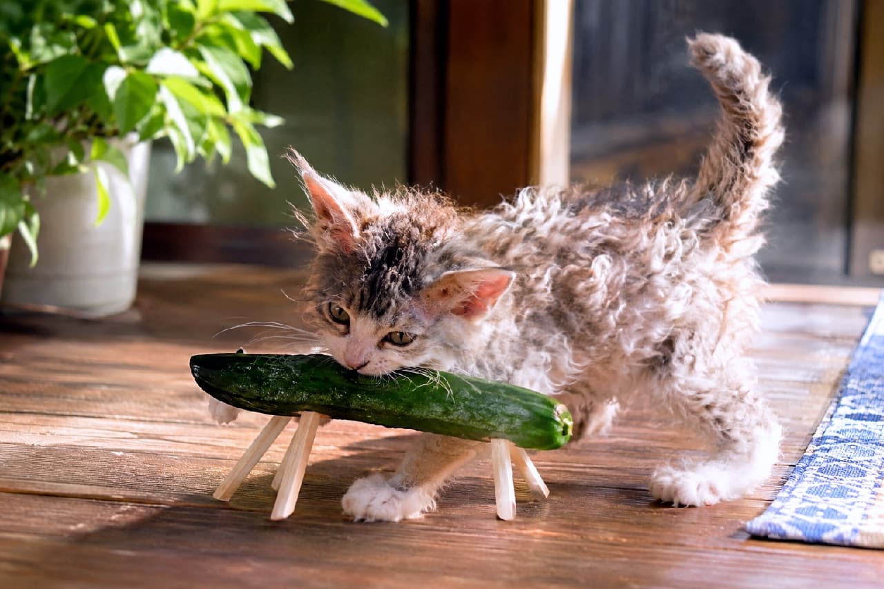 「ご先祖様の乗り物、味見しちゃうにゃ🥒😋 クルクル毛並みの子猫ちゃんが精霊馬にイタズラ中! #精霊馬 #ラパーマ #お盆休み #お盆の風景 #日本の夏 #猫のいる暮らし」Ultra-realistic high-quality photograph of a curious LaPerm kitten biting a traditional cucumber spirit horse on a sunlit wooden porch. The natural morning light beautifully highlights its wavy tabby-and-white coat and playful posture. 陽光が差し込む木の縁側で、お盆飾りの精霊馬(きゅうりの馬)にガブリと噛みつくラパーマの子猫。ユニークでクルクルとしたキジ白の被毛と、ピンと立てた尻尾が好奇心旺盛な性格を物語っています。背景の観葉植物と自然光が爽やかな夏の朝を演出