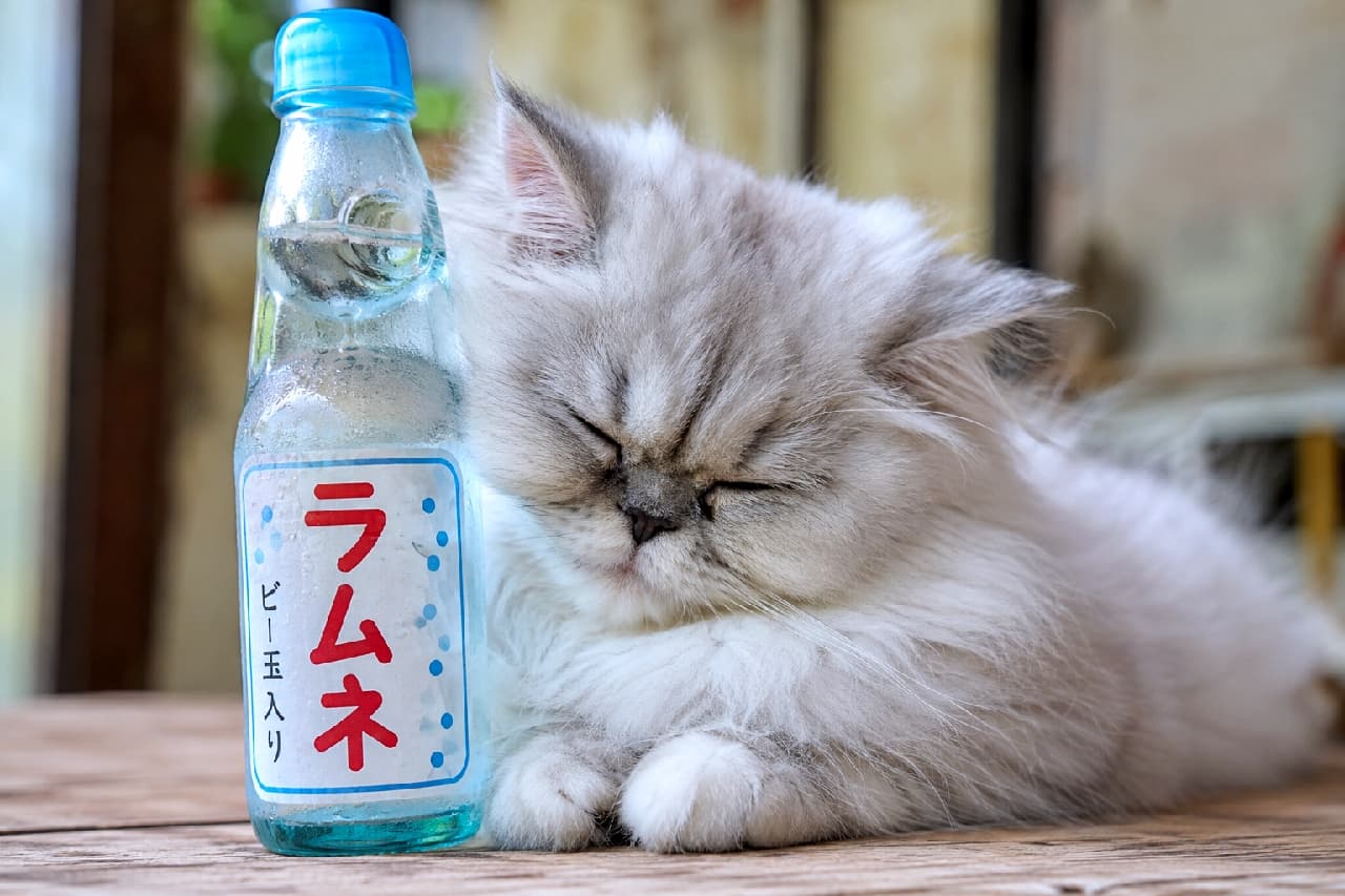 「冷たいラムネ瓶が最高のひんやりグッズにゃ〜🫧💤 暑い夏のお昼寝タイムに癒される最高の1枚🎐 #ラムネ #ペルシャ猫 #猫のいる夏」Ultra-realistic high-quality photograph of a fluffy Chinchilla Persian kitten sleeping peacefully with its cheek pressed against a cold, condensation-covered Ramune soda bottle on a rustic wooden table. 木の机の上で、水滴がつく冷たいラムネ瓶に頬をすり寄せて気持ちよさそうに眠るチンチラペルシャの子猫。ふわふわでボリューミーな白い被毛と、ギュッと閉じた目が愛らしく、夏の涼とノスタルジーを感じる癒しの一枚