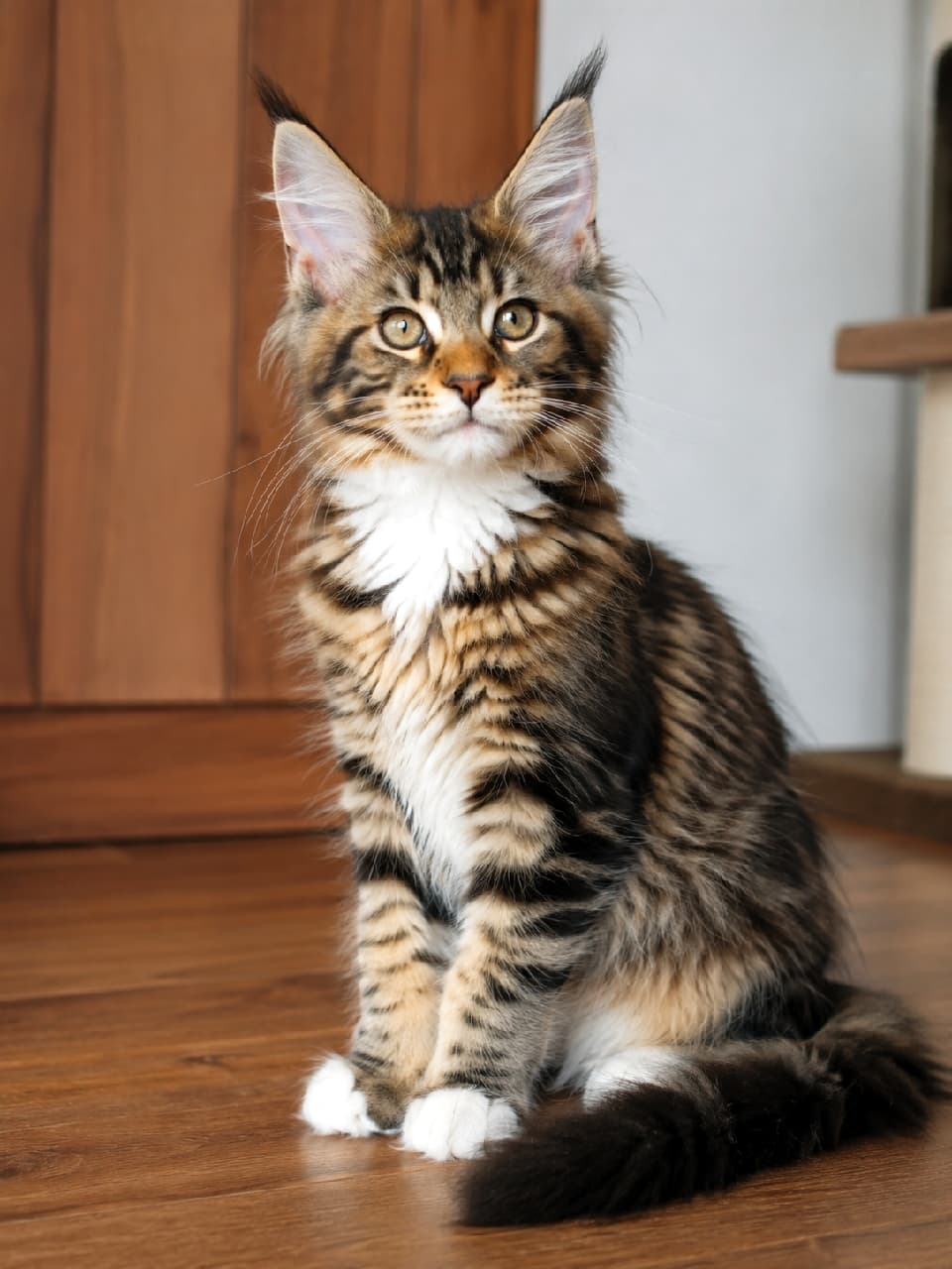「木のぬくもりと子猫🐈✨ 生後4ヶ月、少しお兄ちゃん/お姉ちゃんになったかな?」Ultra-realistic high-quality photograph of a four-month-old Maine Coon kitten sitting on a wooden floor in a warm room with a wooden door. The kitten is looking up. Its brown tabby and white fur is becoming voluminous, and the ear tufts are now prominent. The white fur on the chest is rich and fluffy. Illuminated by natural light. 温かみのある木の扉とフローリングの室内で、生後4ヶ月のメインクーンの子猫が、ちょこんと座り、上を向いている。子猫のブラウンタビー&ホワイトの被毛はボリューミーになり、耳のタフトが目立ってきている。胸元の白毛が豊かで、ふわふわとした質感。自然光に照らされている