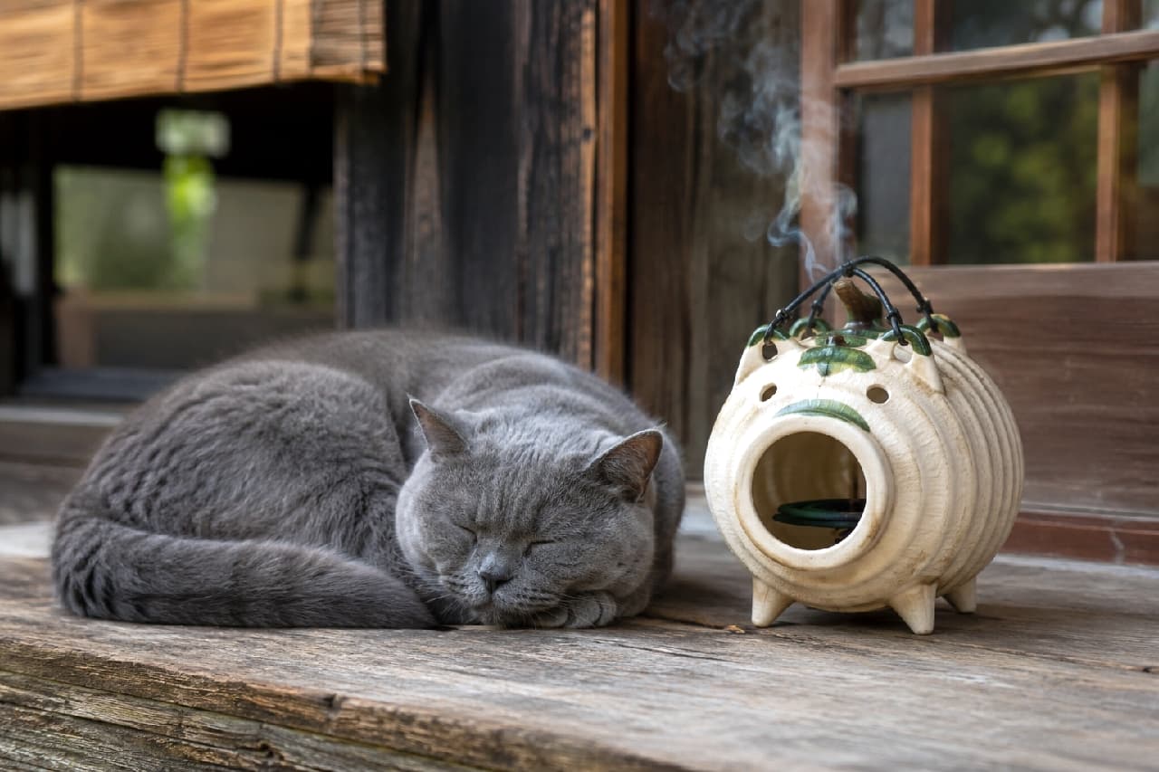 「縁側で蚊遣り豚と一緒にスヤスヤ💤 涼しい風に乗って蚊取り線香の香りがしてきそう🌿 #日本の夏 #猫のいる暮らし #お昼寝」Ultra-realistic high-quality photograph of a chubby adult British Shorthair cat sleeping peacefully next to a smoking ceramic pig-shaped mosquito coil burner on a traditional wooden porch in summer. 古風な木の縁側で、煙が静かにたなびく陶器製の蚊遣り豚(かやりぶた)の隣で丸くなって眠る、ぽっちゃりとしたブリティッシュショートヘアの成猫。厚みのある美しいブルーグレーの被毛と、目を閉じた穏やかで平和な寝顔が印象的。日本の古き良きノスタルジックな夏の日差しを感じる一枚