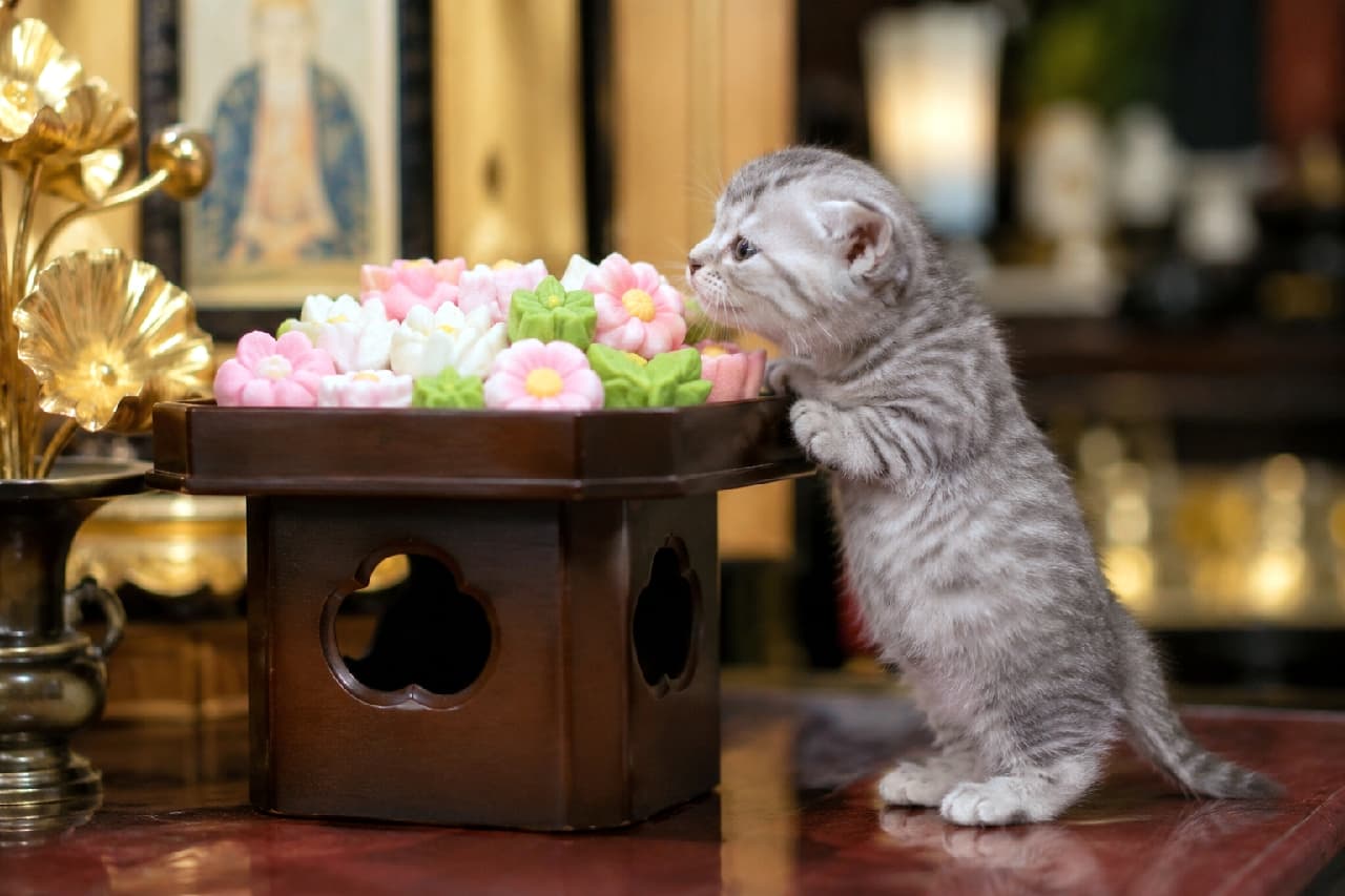 「いい匂いがするにゃ〜🌸🐾 カラフルなお供え物に興味津々で背伸びする姿がたまらない! #お盆のお供え #子猫 #落雁 #猫のいる生活 #お盆」Ultra-realistic high-quality photograph of a cute Munchkin kitten standing on its hind legs to sniff colorful lotus-shaped Obon sugar offerings placed on a small wooden altar stand. 仏壇の前に置かれた木の供物台に前足をかけ、二本足で背伸びをしてカラフルな蓮の花の形をしたお供え菓子(落雁)の匂いを嗅ぐシルバータビーのマンチカン子猫。短い足で一生懸命に立つ愛らしいポーズと、ふんわりとした柔らかな毛並み、背景の鈍く光る金色の仏具が美しい一枚