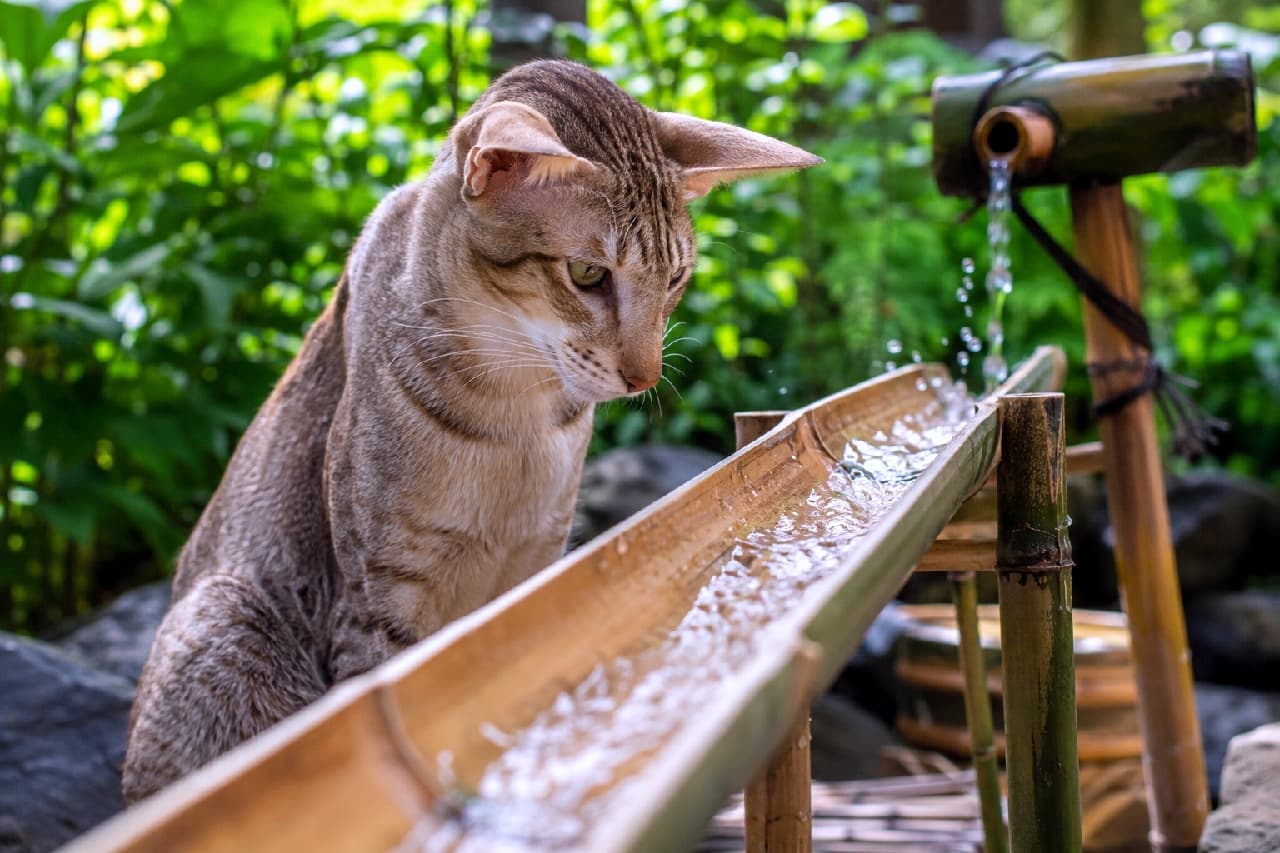 「お水、冷たくて気持ちよさそうだにゃ💧🍃 ししおどしの水音に夢中な横顔がクールで美しい✨ #オリエンタルショートヘア #日本庭園 #涼を求めて #夏の風物詩 #お盆休み #お盆の風景 #日本の夏 #猫のいる暮らし」Ultra-realistic high-quality photograph of an elegant Oriental Shorthair cat with distinctive large ears and ticked tabby fur, intently watching water splash from a traditional bamboo spout in a lush green Japanese garden. 緑眩しい夏の日本庭園で、竹筒から流れ落ちる清らかな水しぶきを、身を乗り出して真剣に見つめるオリエンタルショートヘアの猫。大きな耳とシャープな輪郭、美しいティックドタビーの被毛が特徴的。背景の鮮やかな苔や岩石、涼やかな水音が、お盆シーズンの避暑地のような静寂と涼をもたらしています