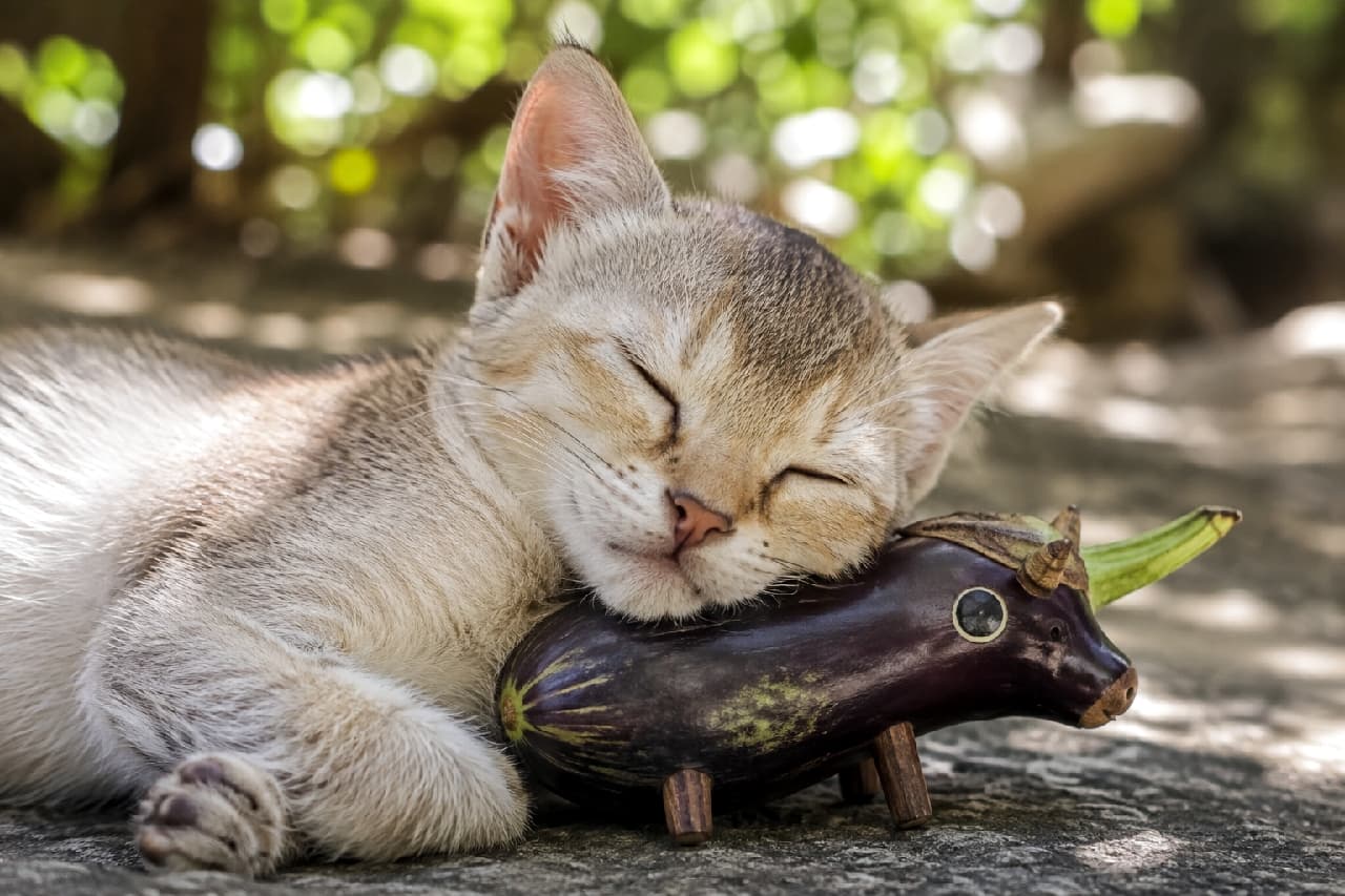 「ナスの牛さんは寝心地最高にゃ〜🍆💤 ぽかぽか木漏れ日の中でお昼寝する姿に癒され度100%🌿 #精霊牛 #シンガプーラ #お昼寝猫 #お盆の風景 #日本の夏 #猫のいる暮らし」Ultra-realistic high-quality photograph of an adorable Singapura kitten sleeping peacefully, using a traditional Japanese eggplant spirit cow as a pillow, bathed in gentle dappled sunlight outdoors. 木漏れ日が揺れる屋外の岩の上で、お盆飾りの精霊牛(ナスの牛)を枕にして気持ちよさそうに目を閉じて眠る、シンガプーラ風の子猫。細かいティックドタビーの淡い被毛が自然光に柔らかく輝き、小さな足と無防備な寝顔が究極の癒しを与えてくれます