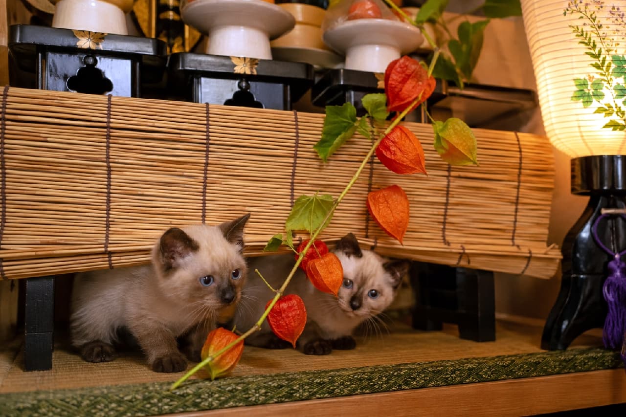 「すだれの下からこんにちは🐾✨ お盆のほおずき飾りに隠れて遊ぶシャム猫の赤ちゃんたちが尊すぎる💙 #ほおずき #シャム猫 #お盆の風景 #日本の夏 #猫のいる暮らし」Ultra-realistic high-quality photograph of two adorable Siamese kittens with bright blue eyes peeking from under a bamboo blind, beautifully framed by vibrant orange ground cherries and the warm glow of a traditional Obon lantern. お仏壇の前に掛けられたすだれの下から、青い瞳を輝かせてひょっこりと顔を出す2匹のシャム風の子猫。鮮やかなオレンジ色のほおずき(鬼灯)と、優しく灯る盆提灯の光が、ダークブラウンのポイントカラーを持つ子猫たちの愛らしい表情を美しく引き立てています