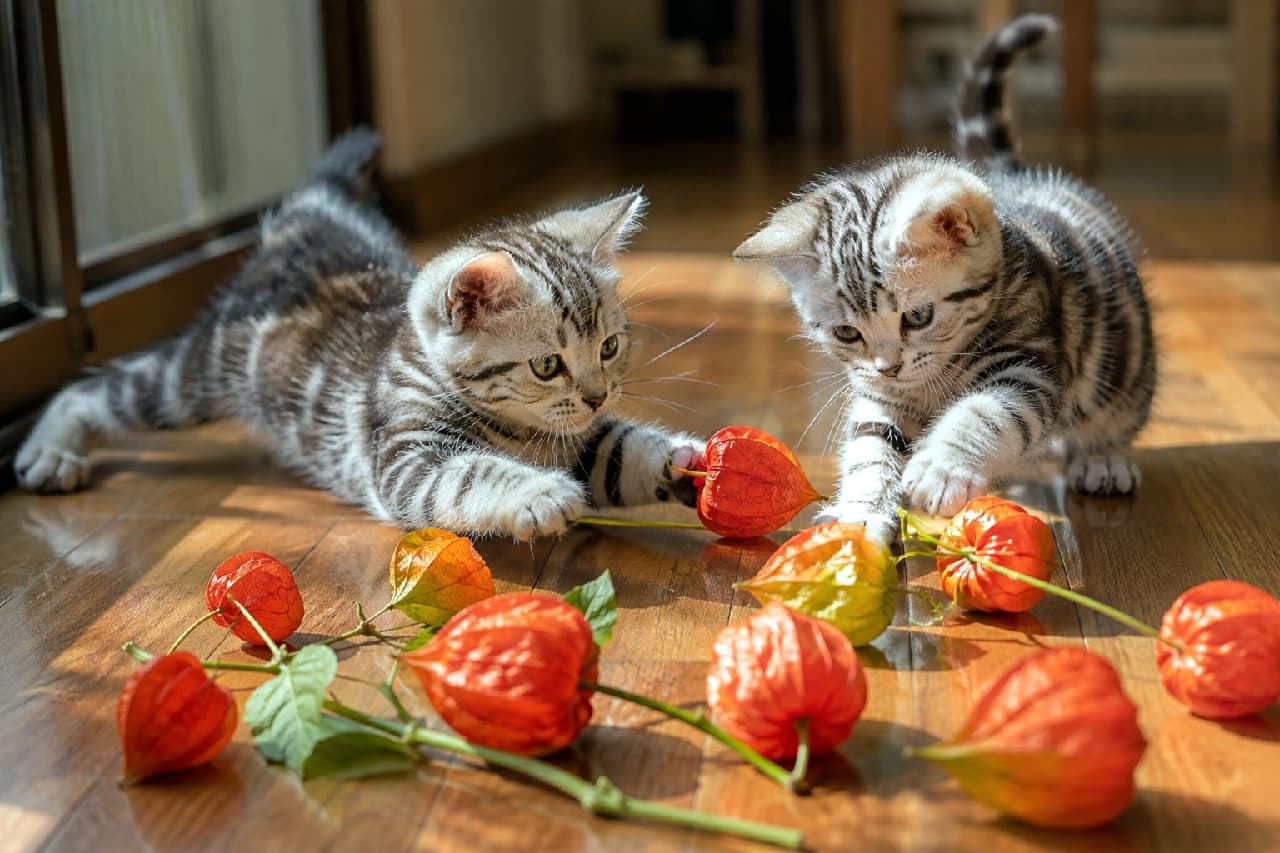 「お盆の飾りがおもちゃになっちゃった🐾 ほおずきに夢中なアメショ兄弟が元気いっぱい🧡 #ほおずき #アメショ #子猫のいる生活 #日本の夏」Ultra-realistic high-quality photograph of two playful American Shorthair kittens with silver tabby patterns, batting at vibrant orange ground cherries on a sunlit wooden floor. The sharp natural lighting beautifully highlights their energetic expressions and the rich colors of the plant. 日当たりの良い艶やかな木の床の上で、色鮮やかなオレンジ色のほおずき(鬼灯)に前足を伸ばして無邪気にじゃれ合う、2匹のアメリカンショートヘアの子猫。美しいシルバータビーの模様と、好奇心で輝く丸い瞳が印象的です。床に落ちた影と自然光が、夏の午後の生き生きとした瞬間を捉えています