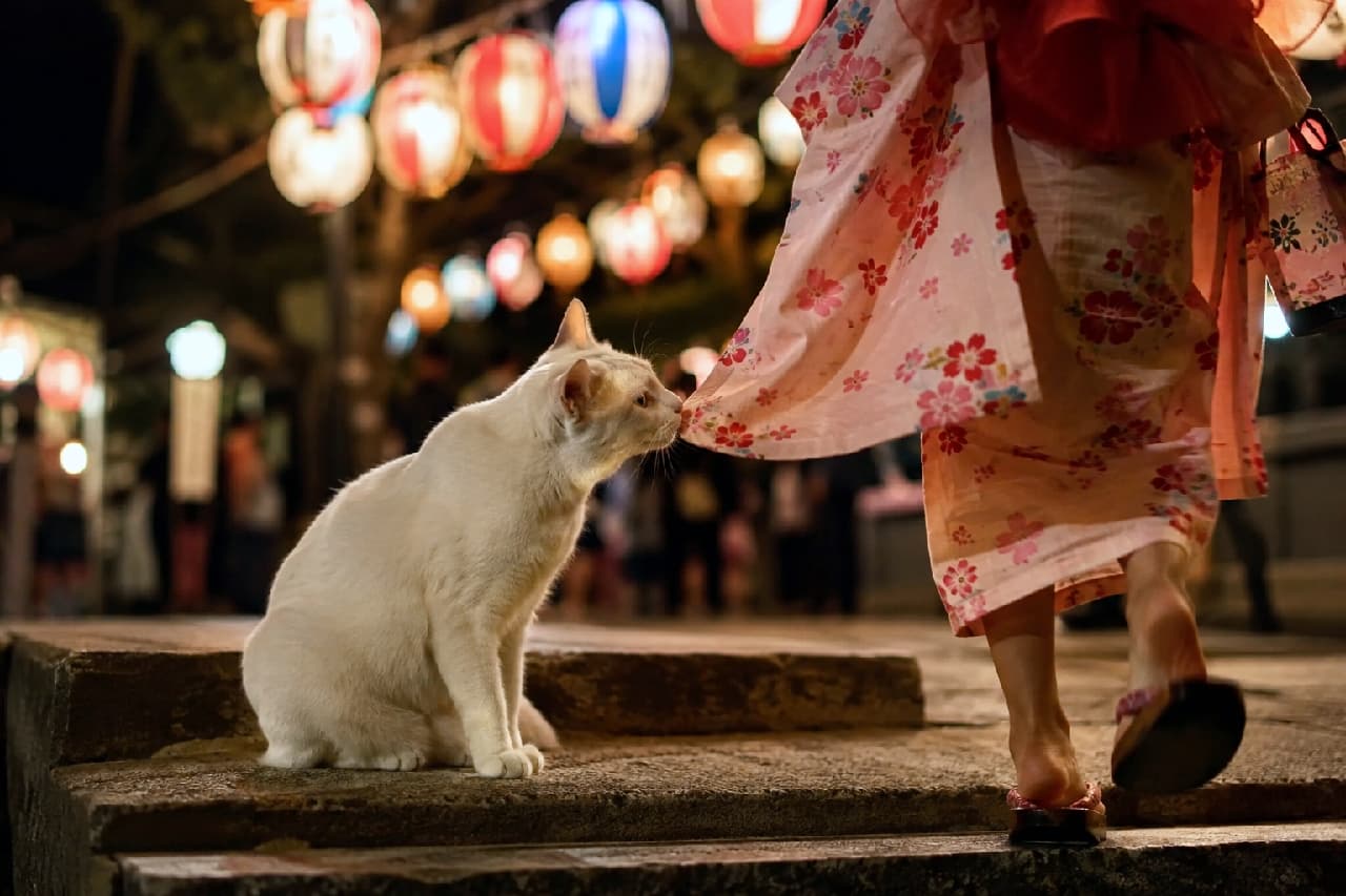 「いい匂いするにゃ?👘🌸 浴衣とお祭りの灯り、そして白猫ちゃん…日本の夏のエモさが全部詰まってる🎆 #白猫 #浴衣 #夏祭り #日本の夏 #猫のいる夏」Ultra-realistic high-quality photograph of an elegant white cat gently sniffing the hem of a pink floral yukata on stone steps at night, with beautifully blurred colorful festival lanterns in the background. 提灯の明かりが灯る石段で、通り過ぎるピンク色の花柄浴衣の裾にそっと鼻先を近づける美しい白猫。背景に連なるカラフルな夏祭りの提灯が美しい玉ボケとなり、一期一会のドラマチックでロマンチックな出会いを演出