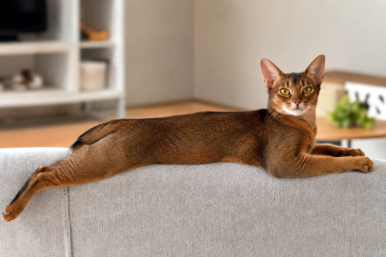 「ソファの上が特等席🛋️✨ アビシニアン特有の美しい毛並みと、優雅すぎるスプルートポーズにうっとりしちゃいます🐈🤎 #アビシニアン #猫のいる暮らし」Ultra-realistic high-quality photograph of an Abyssinian cat with a beautiful ruddy coat and golden almond-shaped eyes, resting in a sploot position on the backrest of a grey sofa in a modern living room under natural light. モダンなリビングルームのグレーのソファの背もたれで、後ろ足を真っ直ぐ伸ばしてスプルートするアビシニアン風の猫。ルディカラーの美しいティッピング被毛と、アーモンド型の金色の瞳が知的な表情を浮かべています。自然光が筋肉質なボディラインを際立たせています