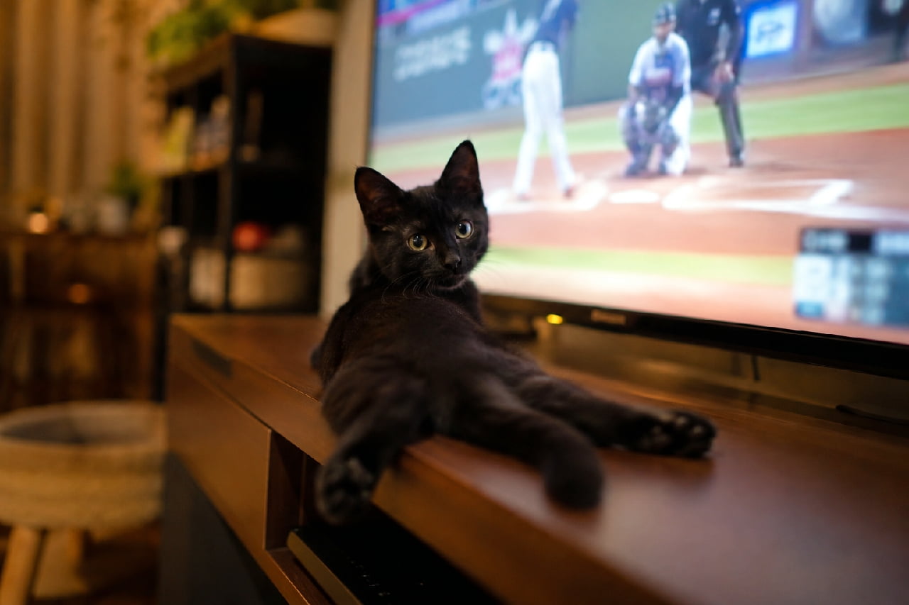 「「野球よりあたしを見て!」⚾️📺 テレビの真ん前を陣取ってスプルートする黒猫ちゃん🐈⬛🖤 こんなお邪魔虫ならいつだって大歓迎ですよね✨ #黒猫のいる生活 #テレビとお邪魔猫」Ultra-realistic high-quality photograph of a black kitten doing a sideways sploot on a wooden TV stand in a cozy living room at night. The kitten looks back with golden eyes, while a baseball game plays on the out-of-focus television screen in the background. 夜のリビングルームで、木製のテレビ台の上で横向きにスプルートする黒猫の子猫。艶やかな黒い被毛が室内の暖かな照明を反射し、金色の丸い瞳で振り返ってこちらを見ています。背景には野球中継が映る大きなテレビ画面がボケて写り込んでいます