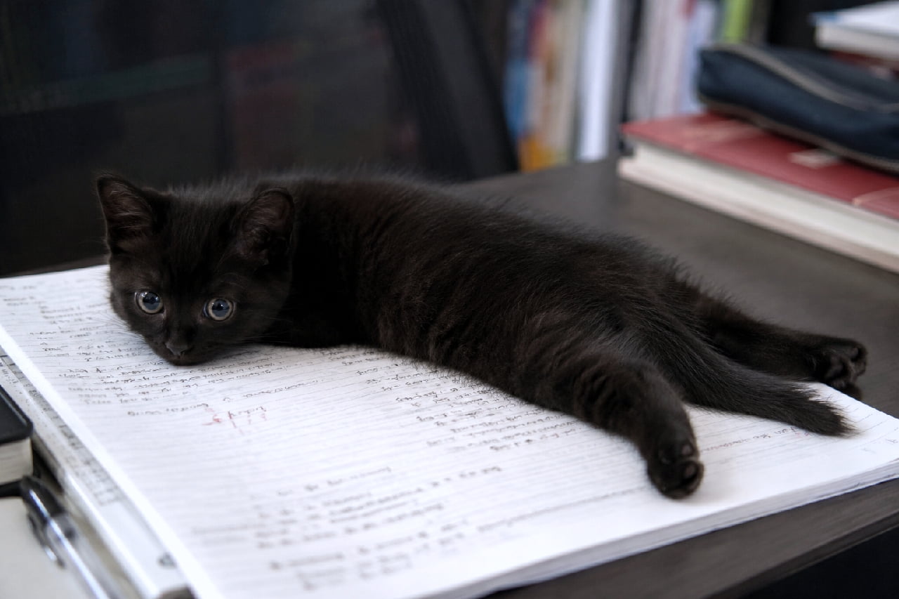 「「ねえねえ、お勉強より私と遊ぼうよ?」📖🐾 ノートのど真ん中でスプルートする黒猫ちゃん。こんなお邪魔虫なら大歓迎ですよね🥺🖤 #黒猫 #かまってちゃん #子猫のいる生活」Ultra-realistic high-quality photograph of a tiny black kitten splooting on an open, handwritten notebook on a desk, looking up with large, expressive eyes. Pens and books are visible in the background. デスクの上に広げられた手書きのノートの上で、横向きに全身を伸ばしてスプルートする小さな黒猫の子猫。艶やかな黒い被毛と、何かを訴えかけるような真ん丸の大きな瞳が印象的です。周囲には本やペンが置かれています