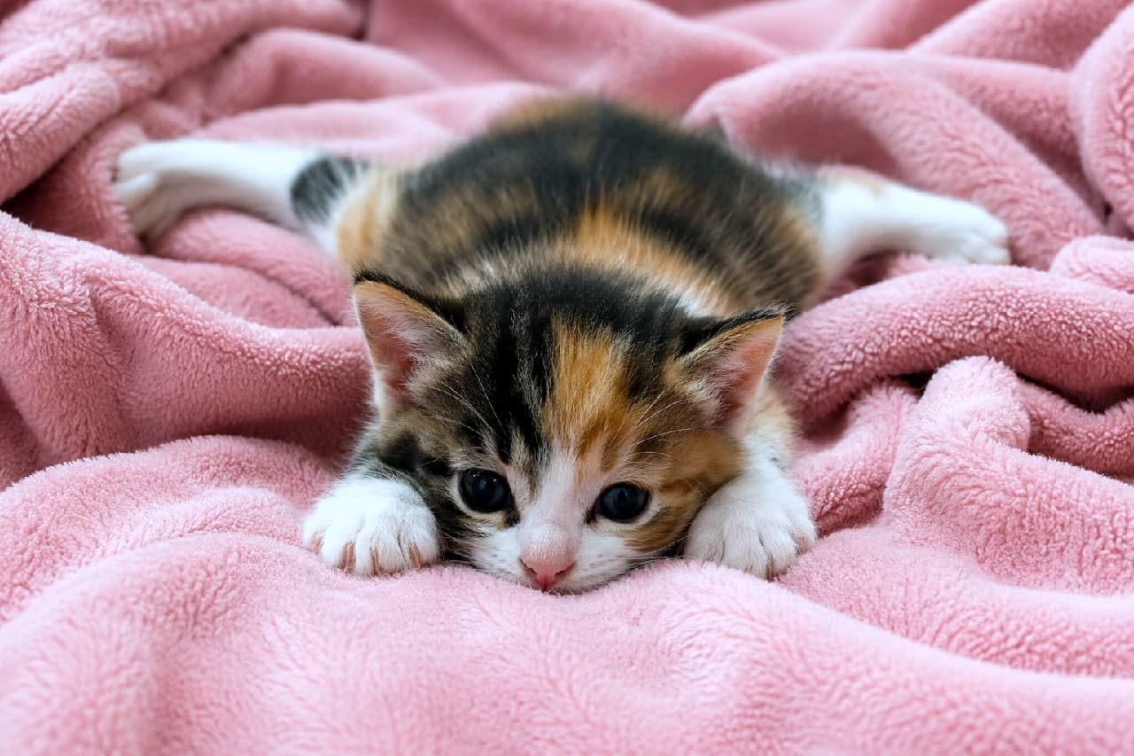 「ピンクの毛布にぺちゃんこ!🎀 上目遣いで見つめてくる三毛猫ちゃん、反則級の可愛さです🥺💕 #三毛猫 #子猫のいる生活」Ultra-realistic high-quality photograph of a calico kitten doing a flat sploot on a soft pink fleece blanket. Its vibrant black, brown, and white coat and large, expressive obsidian-like eyes looking directly at the camera are incredibly adorable. The fluffy texture of the blanket conveys deep warmth and comfort. 柔らかなピンク色のフリース毛布の上で、手足を大きく広げてぺちゃんこにスプルートする三毛猫の子猫。黒、茶、白の鮮やかなトーティシェル・アンド・ホワイトの模様と、カメラを真っ直ぐに見つめる大きな黒曜石のような瞳が愛くるしいです。毛布のふかふかした質感が温もりを伝えます