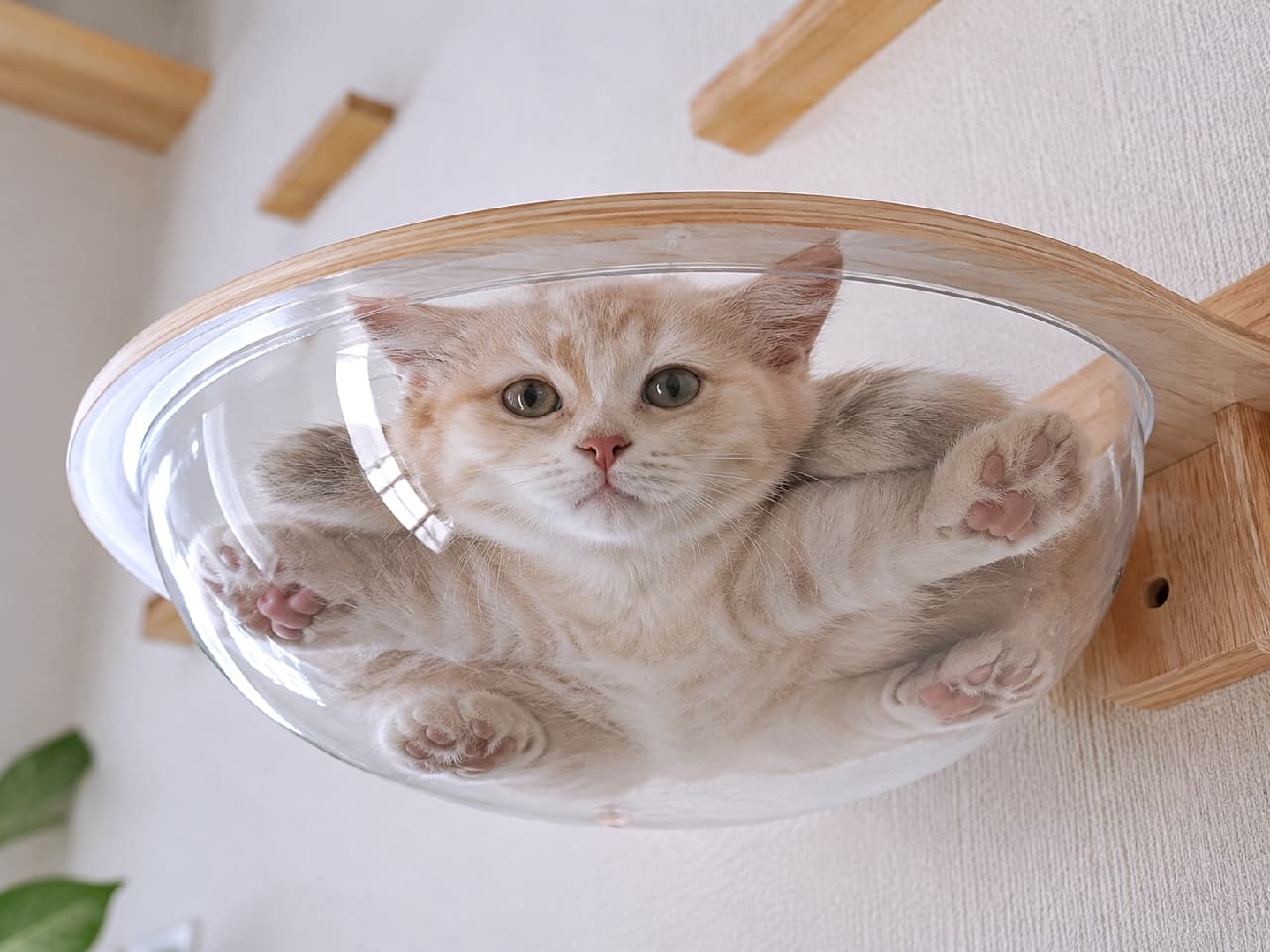 「透明ボウルの下から覗く、魅惑の猫の裏側パラダイス👀🐾 クリーム色のもふもふボディと、押し潰されたピンクの肉球が最高すぎませんか?☁️💖 #猫の裏側 #肉球 #猫のいる暮らし」Ultra-realistic high-quality photograph of a cream tabby kitten splooting inside a clear acrylic wall-mounted cat bowl. The transparent curved surface reveals its fluffy belly and squished pink toe beans. The kitten looks out with wide, innocent eyes in a bright, modern room. 木製の壁掛け式キャットステップに取り付けられた透明なアクリルボウルの中で、ペタンとスプルートするクリームタビーの子猫。透明な曲面に押し付けられたふわふわのお腹や、ピンクの肉球が丸見えになっており、パッチリとした丸い瞳で不思議そうに外を眺めています