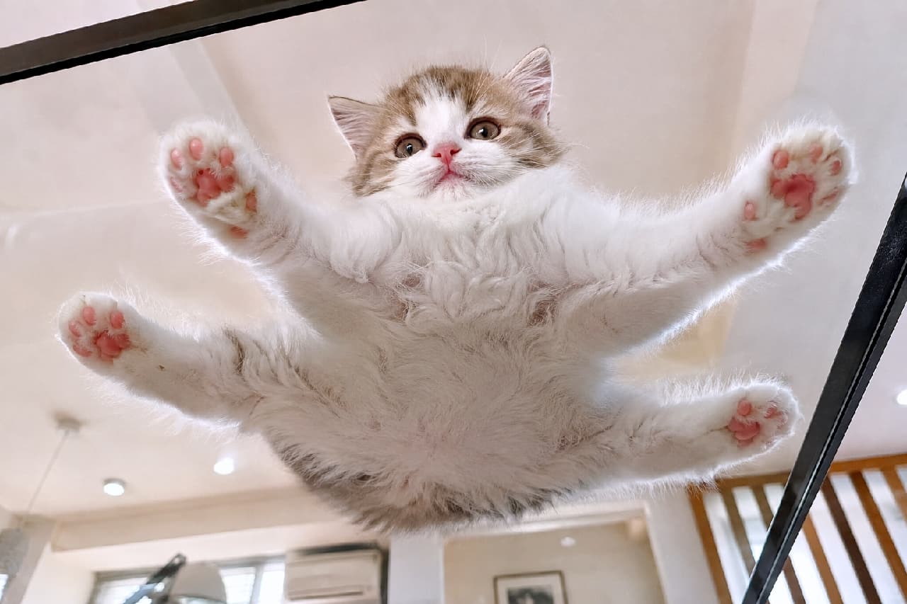 「全猫好きの夢、「下からのアングル」をお届け!📸✨ ガラステーブルにへばりつくハチワレちゃんの、極上のモフモフお腹とピンクの肉球を堪能してください🐾💕 #ガラス越しの猫 #肉球マニア #猫のいる暮らし」Ultra-realistic high-quality photograph taken from directly below a glass table, showing a fluffy bicolor (brown and white) kitten in a full sploot. The glass presses against its four paws, beautifully displaying its bright pink toe beans and soft, pure white belly fur as the kitten looks down. ガラステーブルの上で手足を大きく広げてスプルートする長毛のハチワレ(ブラウン&ホワイト)の子猫を、真下から見上げた構図。真っ白でふわふわのお腹の毛並みと、ガラスにピタッとくっついた4つの足の鮮やかなピンク色の肉球が強調され、愛嬌たっぷりの表情で見下ろしています