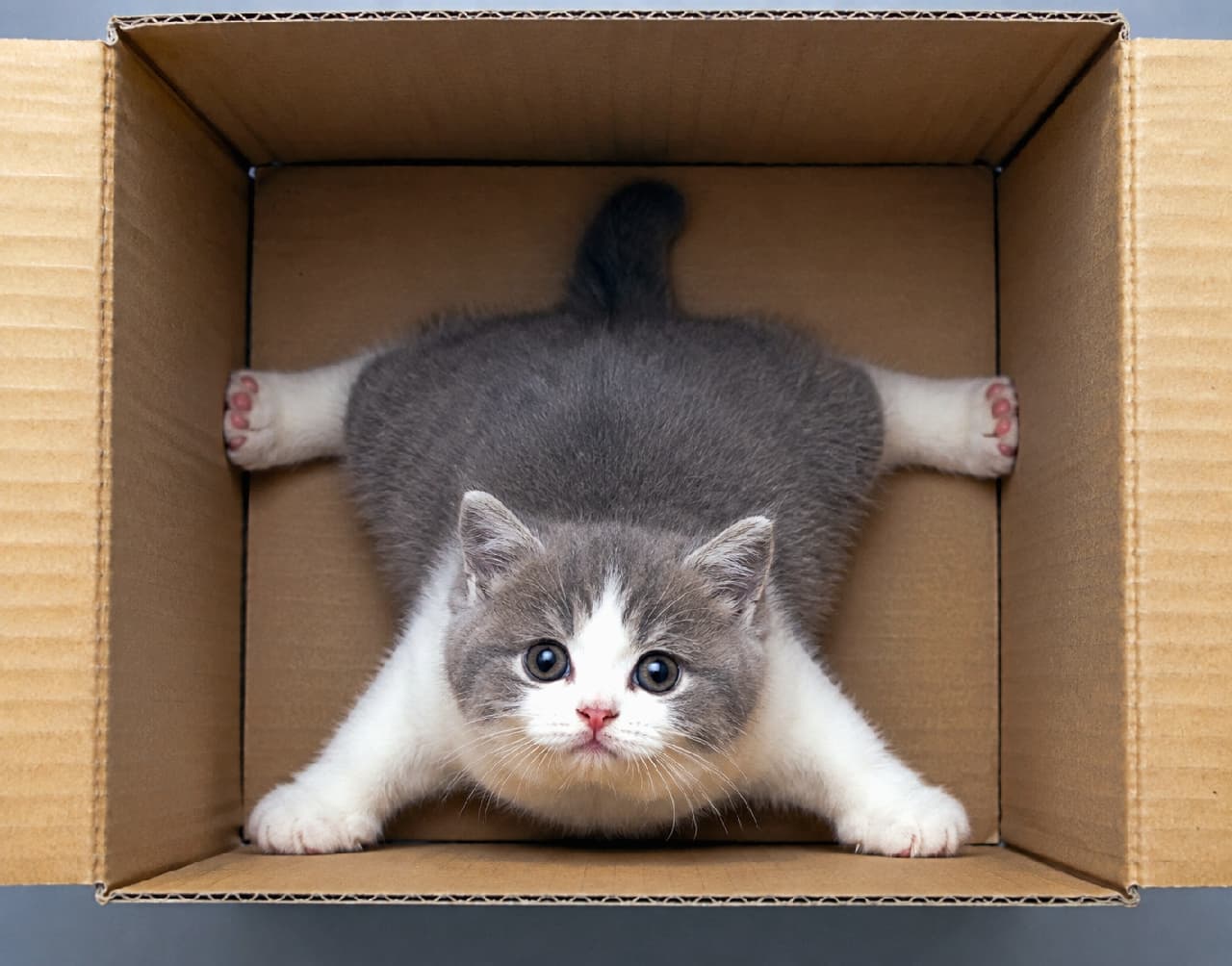 「箱を開けたら…モフモフの開きが入ってました!?📦🐈 手足をピーンと伸ばした見事なシンメトリー・スプルートに爆笑😂 #箱入り猫 #おもしろ猫 #ハチワレ猫 #子猫のいる生活」Ultra-realistic high-quality top-down photograph of a grey and white bicolor kitten in a perfect symmetrical sploot at the bottom of a cardboard box. Its limbs are stretched towards the corners, and it looks directly up with large round eyes. The dense, fluffy fur resembling a British Shorthair makes this humorous shot incredibly endearing. 真上からの俯瞰アングルで撮影された、段ボール箱の底で手足を四隅に大きく伸ばして完璧な左右対称のスプルートをするグレーと白のハチワレ子猫。ブリティッシュショートヘアを思わせる密度の高いモフモフの被毛と、真ん丸な大きな瞳で見上げてくる表情がユーモラスで愛らしい一枚