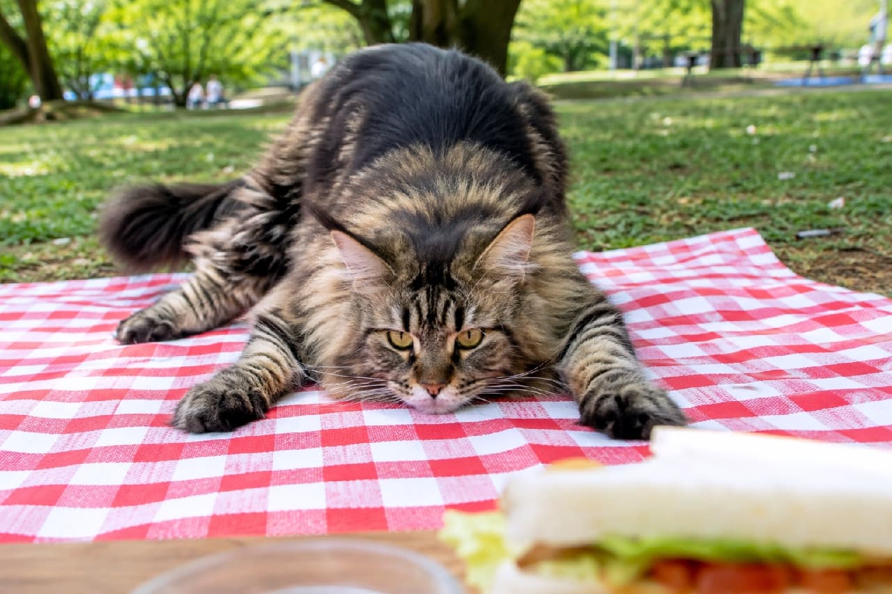 「「そのサンドイッチ、一口くれないニャ?🥪」ピクニックで獲物を狙うメインクーンの完璧なスプルートに爆笑😂🌳 #猫との暮らし #ピクニック猫 #猫のいる暮らし」Ultra-realistic high-quality photograph of a large, fluffy brown tabby Maine Coon cat splooting on a red and white checkered picnic blanket in a grassy park. The cat has intense golden eyes, intently focused on an out-of-focus sandwich in the foreground. 緑豊かな公園の芝生に敷かれた赤と白のチェック柄のピクニックシートの上で、腹ばいのスプルート姿勢をとるメインクーンの猫。ブラウンタビーのふさふさした長毛を広げ、手前にあるボケて写ったサンドイッチを、鋭く真剣な黄金色の瞳でじっと狙い定めています