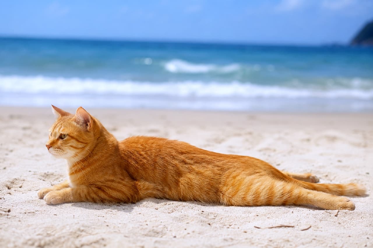 「海風を感じながら、砂浜でペタンとひと休み🌊🐈 たそがれる横顔もイケメンな茶トラちゃんです✨ #海と猫 #スプルート #ビーチ猫 #茶トラ #猫のいる暮らし」Ultra-realistic high-quality photograph of an orange tabby cat in a sploot position on a sandy beach, shown in profile looking peacefully to the left. The bright orange coat and golden eyes stand out against the blurred background of the blue ocean and gentle white waves, creating a highly relaxing mood. 波打ち際の砂浜で、両足を後ろに伸ばしたスプルートの姿勢でくつろぐ茶トラ猫。左方向を静かに見つめる横顔が美しく、明るいオレンジのソリッドな被毛と金色の瞳が印象的です。背景には青い海と穏やかな白い波がボケて写り、リラックスした雰囲気を醸し出しています