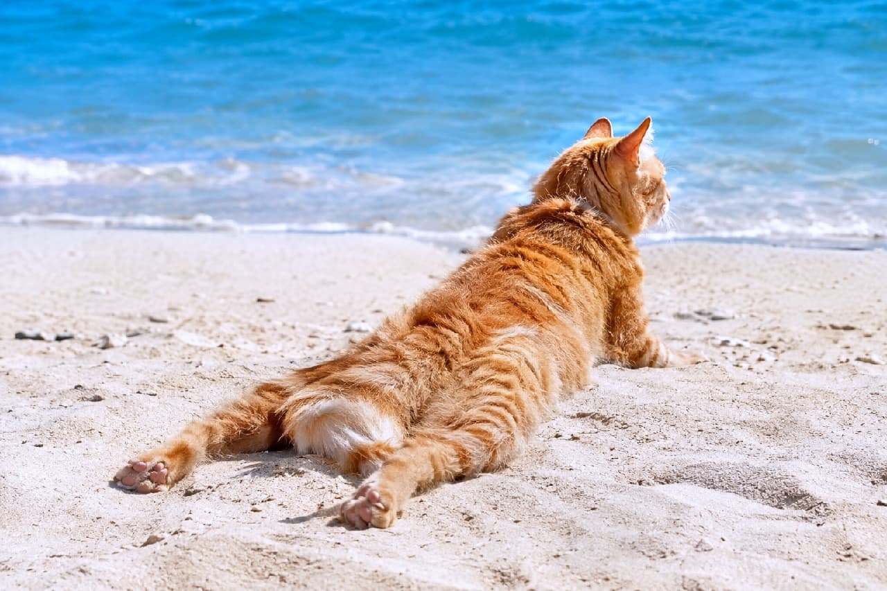 「砂浜で波の音を聞きながら、全力でリラックス中の茶トラちゃん🏖️🐾 お尻とピンクの肉球がたまらない! #ビーチ猫 #茶トラ #猫のいる暮らし」Ultra-realistic high-quality photograph of an orange tabby cat in a sploot position on a white sandy beach, facing a clear blue ocean. The sun highlights its fluffy orange fur and adorable pink toe beans on its hind legs, creating a refreshing summer vacation atmosphere. 透き通るような青い海を前に、白い砂浜で後ろ足を伸ばしてスプルートする茶トラ猫の後ろ姿。ふわふわのオレンジ色の被毛が太陽の光を浴びて輝き、後ろ足のピンク色の肉球がチラリと見えています。夏のバカンスを感じさせる爽やかな情景