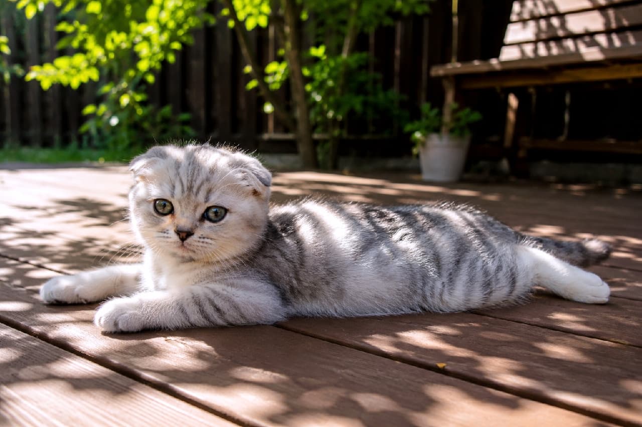 「ポカポカ陽気で思わずペタン🐾 木漏れ日を浴びてスプルートするスコティッシュちゃん☀️ 折れ耳と真ん丸おめめが天使の可愛さです👼🌿 #スコティッシュフォールド #日向ぼっこ #猫のいる暮らし」Ultra-realistic high-quality photograph of a Scottish Fold kitten with folded ears and a silver tabby and white coat, splooting on a wooden deck. Dappled sunlight filters through the trees, creating a beautiful interplay of light and shadow against a soft green garden background. 屋外のウッドデッキの上で、木漏れ日を浴びながらリラックスしてスプルートするスコティッシュフォールドの子猫。特徴的な折れ耳と、シルバータビー&ホワイトのふかふかした被毛が光と影のコントラストによって立体的に描写されています。背景には緑豊かな庭の風景がボケて写っています
