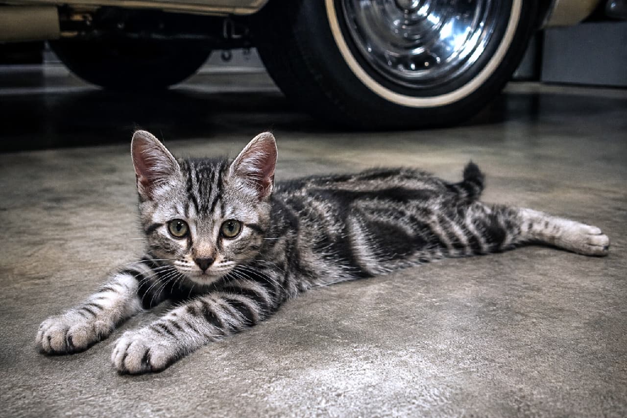 「ガレージの床でスプルートしながら、愛車を警備中のシルバータビーちゃん🚗😎 クールな瞳とクラシックカーの組み合わせが映画のワンシーンみたい!🎬✨ #ガレージライフ #イケメン猫 #猫のいる暮らし」Ultra-realistic cinematic photograph of a silver tabby kitten splooting on a smooth concrete garage floor. In the background is the gleaming chrome wheel and whitewall tire of a classic car. The kitten's striking stripes and intense, piercing gaze give the image a cool, edgy atmosphere. 薄暗くクールな雰囲気のガレージのコンクリート床で、スプルート姿勢をとるシルバータビーの子猫。背景にはクラシックカーの輝くクロームメッキのホイールとホワイトリボンタイヤが配置されています。子猫のくっきりとした縞模様と、カメラを射抜くような鋭い視線がシネマティックな一枚