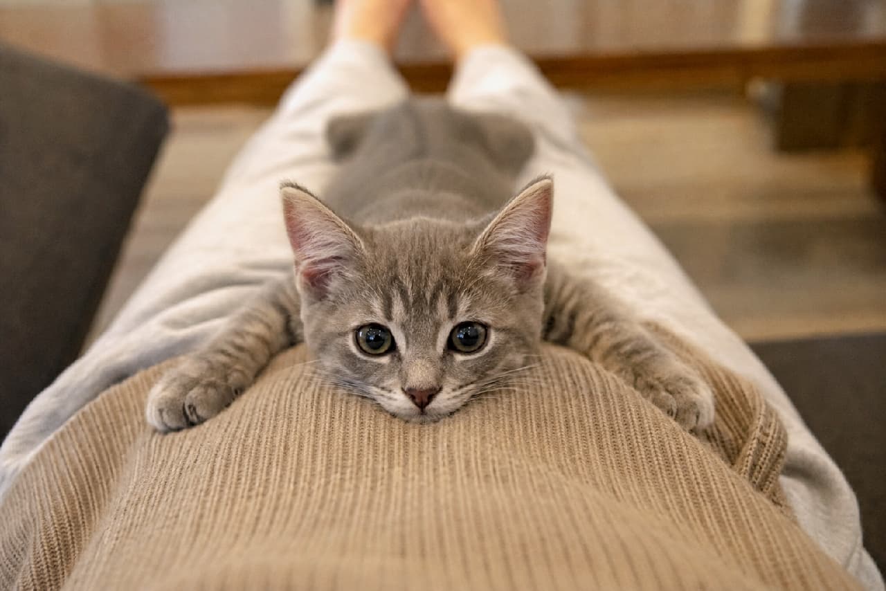「飼い主さんの足の上は私のベッドにゃ💤 ぴったり密着してスプルートするサバトラちゃん、甘えん坊モード全開で可愛すぎる👖💕 #甘えん坊猫 #サバトラ #猫のいる暮らし」Ultra-realistic high-quality photograph of a silver tabby kitten splooting comfortably on its owner's lap. The kitten's front paws rest gently on the textured fabric, and its large, trusting dark eyes gaze affectionately at the camera. 飼い主の膝(太もも)の上にまたがるように乗り、前足をちょこんと出してスプルートするサバトラ(シルバータビー)の子猫。グレーの被毛に美しい縞模様が入り、安心しきった表情でカメラをじっと見つめる大きなダークアイが、飼い主との深い信頼関係を表しています