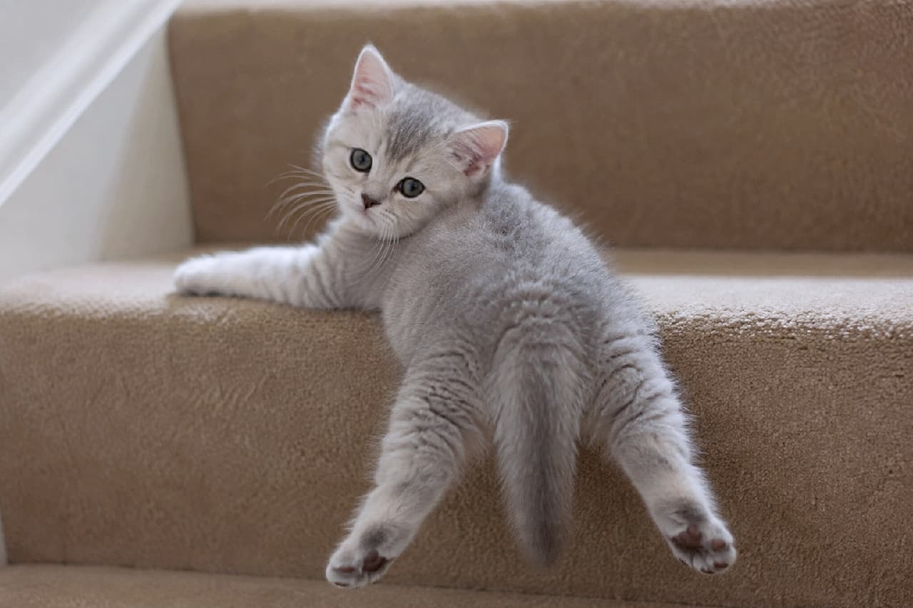 「階段を登ってたら…可愛すぎる通行止め発生😍🐾 見返りスプルートで誘惑してくる小さなブリショちゃん💖 ずっと見つめていたい! #子猫のいる生活 #見返り美人」Ultra-realistic high-quality photograph of a silver tabby kitten, resembling a British Shorthair, splooting on carpeted stairs and looking back over its shoulder with big round eyes under soft natural lighting. カーペット敷きの階段の途中でスプルートのポーズをして振り返る、シルバータビーのブリティッシュショートヘアの子猫。柔らかく密生した被毛と丸い瞳が愛らしく、自然光がふんわりと全身を包み込んでいます