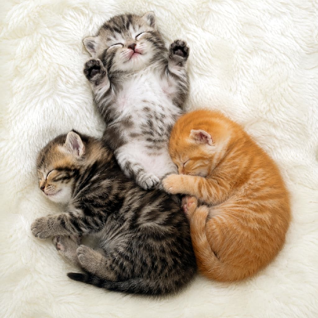 「サバ・キジ・茶トラの奇跡のコラボ🐈💕 大の字寝と丸まり寝のパズルみたいで可愛いですよね🧩✨ #猫好きさんと繋がりたい #茶トラ子猫 #子猫の寝相 #子猫 #にゃんすたぐらむ #お昼寝 #ねこ部」Ultra-realistic high-quality photograph of three differently colored kittens sleeping on a fluffy white blanket. A silver tabby at the top sleeps in a starfish pose on its back, while a brown tabby on the bottom left and a bright ginger tabby on the bottom right curl up together like puzzle pieces. 純白のふわふわな毛布の上で眠る、毛色の異なる3匹の子猫。上部のサバトラは両手を上げて大の字で仰向けになり、左下のキジトラと右下の鮮やかな茶トラはそれぞれ身を寄せ合うように丸まっています。3匹がパズルのように組み合わさった、温かくカラフルな一枚