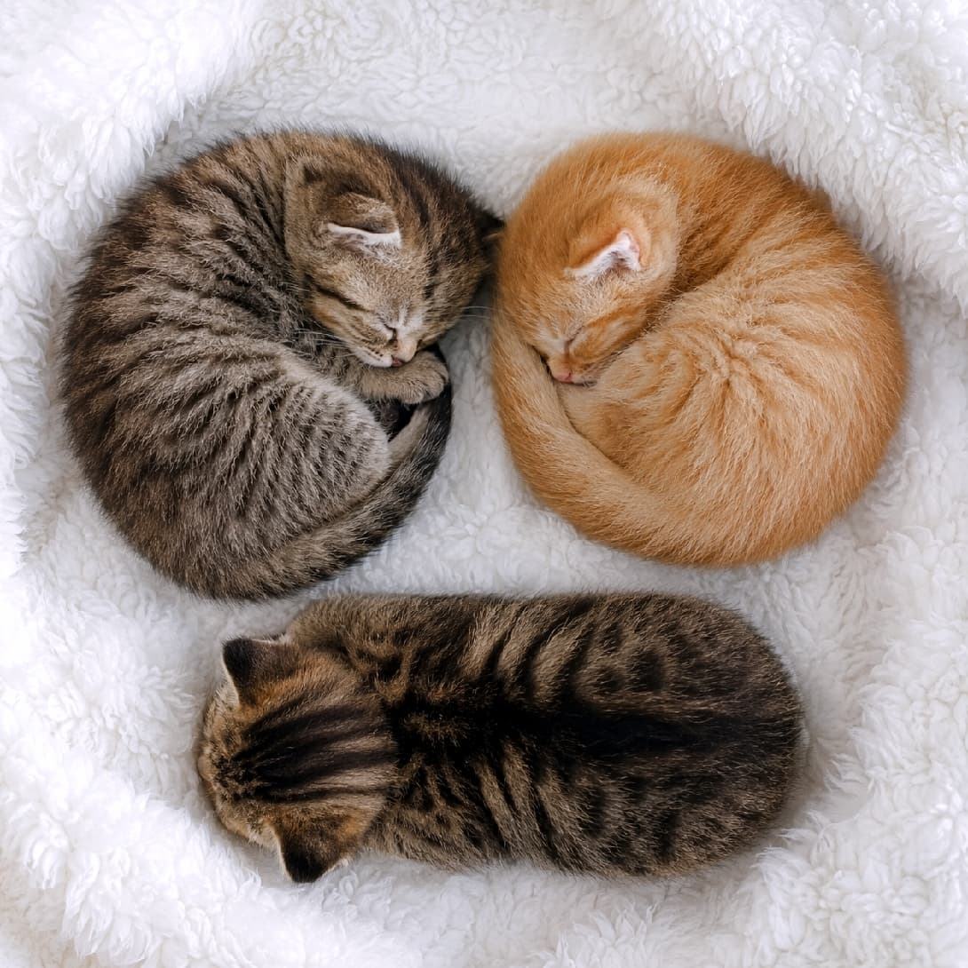 「キレイすぎるアンモナイト寝が2つ🌀💕 下の子の背中の模様も素敵ですよね🐈💤 一緒にモコモコしたい人〜!🙋♀️ #子猫 #アンモナイト寝 #もふもふ #ねこ部 #お昼寝」Ultra-realistic high-quality photograph of three kittens sleeping on a pure white fluffy sherpa blanket. A brown tabby and a bright ginger tabby curl up in perfect ammonite shapes at the top, while a dark brown tabby with distinct classic tabby dorsal stripes sleeps face down at the bottom. Soft natural light highlights the fluffy texture of their fur in this beautifully arranged triangular composition. 真っ白でモコモコとしたシープボア風の毛布の上で眠る3匹の子猫たち。左上はキジトラ、右上は鮮やかな茶トラが見事な円を描く「アンモナイト寝」をしています。下部には、背中のくっきりとしたアメリカンショートヘア風の縞模様(クラシックタビー)が美しいダークなキジトラがうつ伏せでぐっすり。温かい自然光が柔らかな被毛の質感を際立たせる、幾何学的で美しい配置の一枚