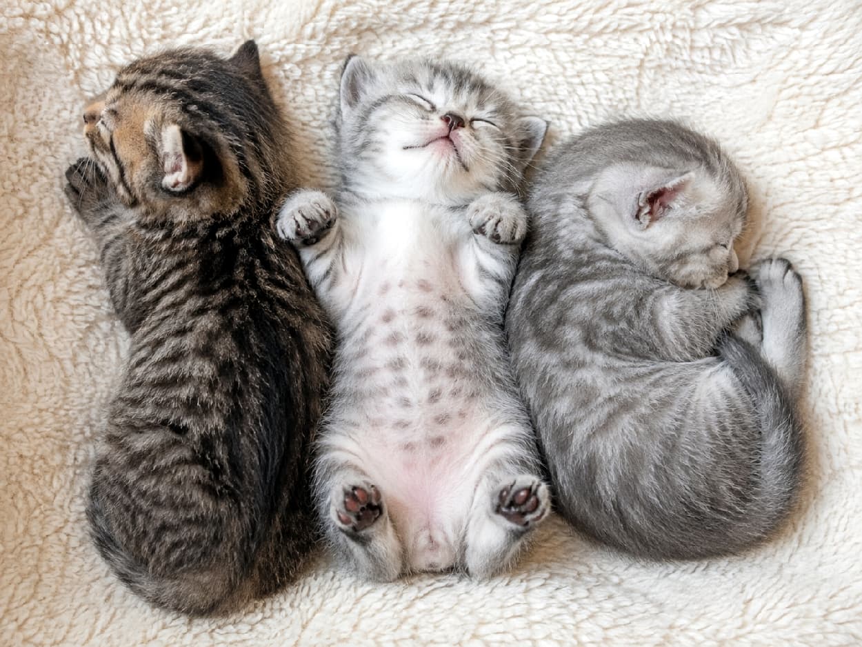 「みんな違ってみんないい寝相🐈💤 真ん中の子の無防備なお腹に思わず顔をうずめたくなりますね🥺💕 #お昼寝猫 #にゃんすたぐらむ #癒し #へそ天 #子猫 #猫好きさんと繋がりたい」Ultra-realistic high-quality photograph of three kittens sleeping in a row on a cozy beige sherpa blanket. A brown tabby sleeps on its side hiding its face on the left, a pale silver tabby sleeps on its back with slightly open paws showing a spotted belly in the center, and another silver tabby curls up tightly on the right. 温かみのあるベージュの毛布の上に並んで眠る3匹の子猫。左は顔を隠すように横向きで眠るキジトラ、中央は仰向けで両手を小さく広げスポッティなお腹を見せる淡いサバトラ、右はギュッと丸まって安心しきった表情のサバトラ。3匹の異なる寝相が美しいバランスで配置