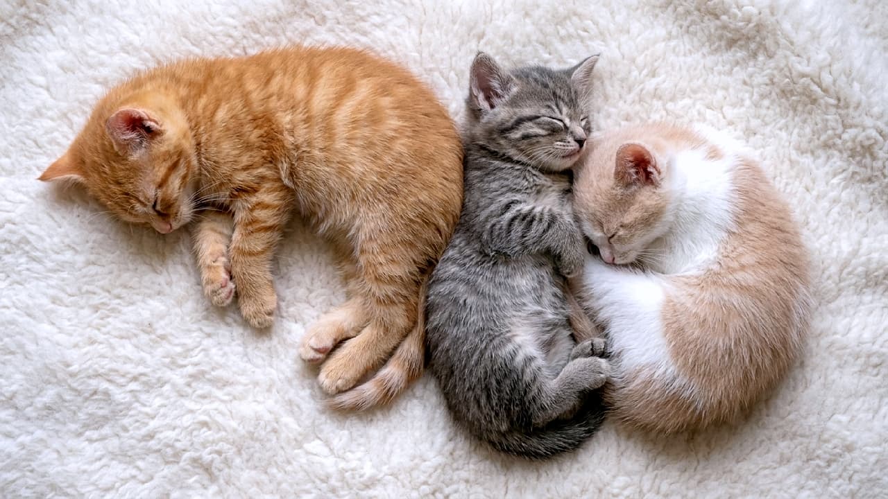 「背中をくっつけて安心モード🐈💤 真ん中のサバトラちゃんの幸せそうなお顔が天使すぎます👼💖 #茶トラ #サバトラ #子猫 #お昼寝 #ねこ部 #にゃんすたぐらむ #癒し #へそ天 #猫好きさんと繋がりたい」Ultra-realistic high-quality photograph of three kittens sleeping back-to-back on a warm off-white wool rug. A ginger tabby stretches out on the left, a silver tabby sleeps slightly on its back with front paws on its chest smiling in the center, and a pale ginger and white kitten curls up tightly on the right. A high-resolution scene showing a beautiful flowing composition and the fluffy texture of their fur. 温かみのあるオフホワイトの羊毛ラグの上で、背中を合わせるように眠る3匹の子猫。左は手足を伸ばしてぐっすり眠る茶トラ、中央は仰向け気味で両前足を胸に添えて微笑むようなサバトラ、右は背中を丸めてコンパクトに眠る淡い茶白。3匹が連なるような美しい構図と、ふんわりとした毛並みの質感が伝わる高解像度な情景