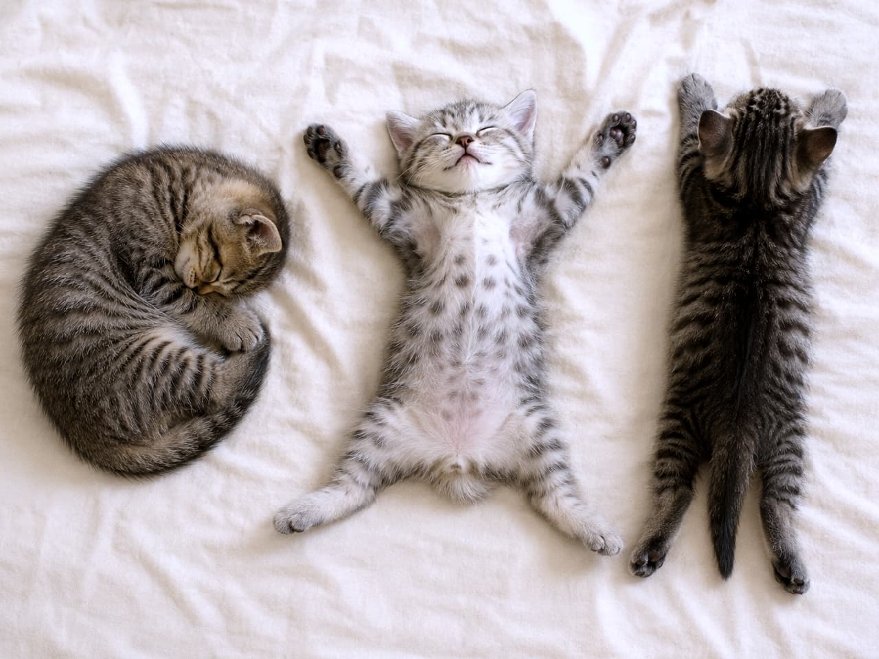 「真ん中の子の「大の字」無防備すぎませんか?😂💤 みんな違ってみんないい寝相🐈✨ #猫のいる暮らし #へそ天 #にゃんすたぐらむ #子猫 #お昼寝 #ねこ部」Ultra-realistic high-quality photograph of three sleeping kittens on an off-white sheet. A curled-up tabby on the left, a silver tabby stretched out on its back in a starfish pose in the center, and a tabby lying flat on its belly on the right, illuminated by soft natural light. オフホワイトのシーツの上で眠る3匹の子猫。左は丸まったキジトラ、中央はサバトラ風でへそ天&大の字のダイナミックなポーズ、右はうつ伏せで両手を伸ばしたキジトラ。柔らかな自然光がそれぞれの被毛の美しい縞模様とスポッティな模様を照らし出しています