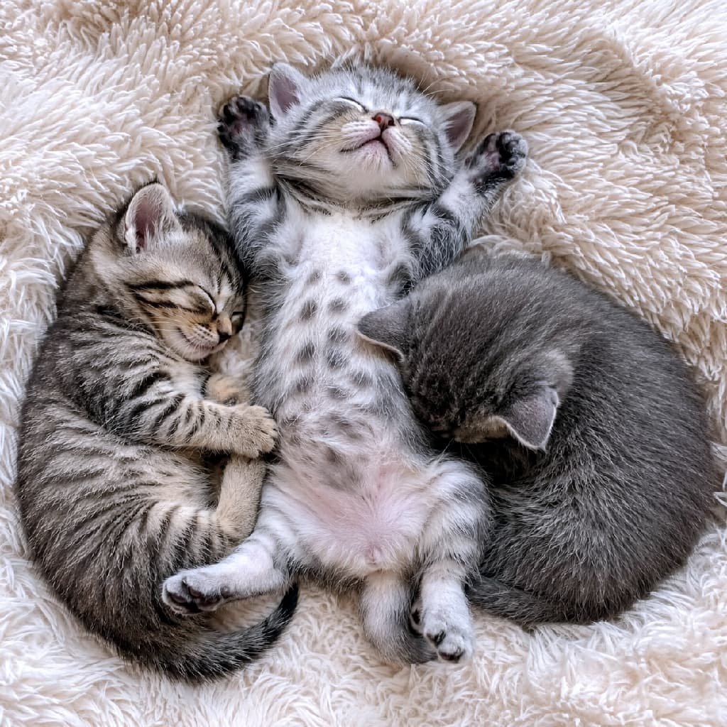 「真ん中の子の完璧なバンザイ寝🙌💕 左右の丸まりポーズとのギャップがたまらない癒しの時間🐈💤 #へそ天 #子猫 #お昼寝 #ねこ部」Ultra-realistic high-quality photograph of three kittens sleeping on a fluffy beige blanket. A brown tabby curls up on the left, a silver tabby sleeps on its back with paws up showing a spotted belly in the center, and a solid grey Russian Blue-style kitten sleeps face down on the right. 毛足の長いベージュのふわふわな毛布の上で眠る3匹の子猫。左は横向きに丸まるキジトラ、中央は仰向けで見事なバンザイポーズでお腹の斑点模様を見せるサバトラ、右はうつ伏せで顔を隠すように丸まるロシアンブルー風のソリッドグレーです。温かな光が被毛を柔らかく照らしています