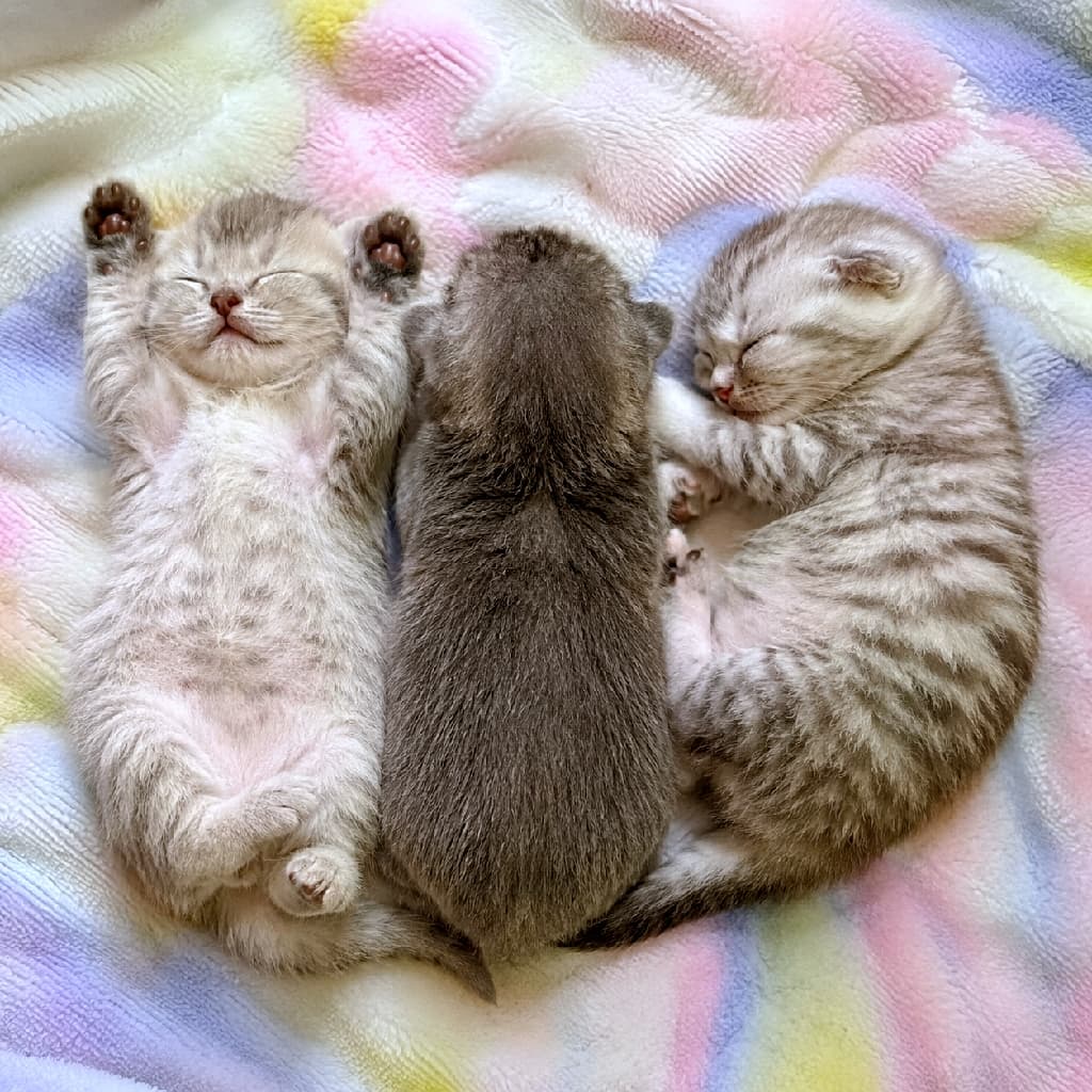 「ゆめかわカラーの毛布とお眠り天使たち🦄☁️ 左の子のピンッと伸びたおててが可愛すぎませんか?💖 #ゆめかわいい #猫のいる暮らし #お昼寝猫 #子猫の寝相 #子猫 #にゃんすたぐらむ #お昼寝 #ねこ部」Ultra-realistic high-quality photograph of three kittens sleeping on a pastel tie-dye blanket. A pale silver tabby on the left sleeps on its back with paws up, a solid grey kitten in the middle sleeps face down, and a light silver tabby on the right curls up on its side, creating a dreamy and magical vibe. パステル調のタイダイ柄(虹色)の柔らかい毛布の上で眠る3匹の子猫。左の白みの強いサバトラはバンザイをして仰向けになり、中央のロシアンブルー風のグレーの子猫はうつ伏せで顔を伏せ、右の淡いサバトラは横向きに丸まっています。幻想的でゆめかわいい雰囲気の写真