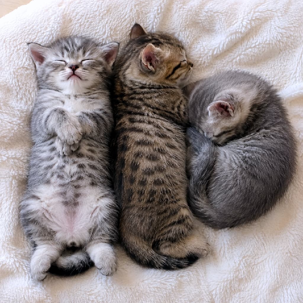 「胸元でクロスしたおててが尊すぎる🥺💕 サバ・キジ・グレーの3匹仲良しお昼寝タイム🐈✨ #猫のいる暮らし #お昼寝猫 #子猫の寝相 #子猫 #にゃんすたぐらむ #お昼寝 #ねこ部」Ultra-realistic high-quality photograph of three kittens sleeping on a fluffy white blanket. A silver tabby on the left sleeps on its back with paws crossed over its chest, a brown tabby in the middle sleeps on its side, and a solid grey kitten on the right is curled up in a tight ball. 真っ白でふわふわのブランケットの上で寄り添って眠る3匹の子猫。左のアメショ風サバトラは仰向けで胸元に両前足をクロスさせた愛らしいポーズ。中央のキジトラは横向きに添い寝し、右のロシアンブルー風のグレー子猫は丸まって深い眠りについています。自然光が被毛を柔らかく照らしています