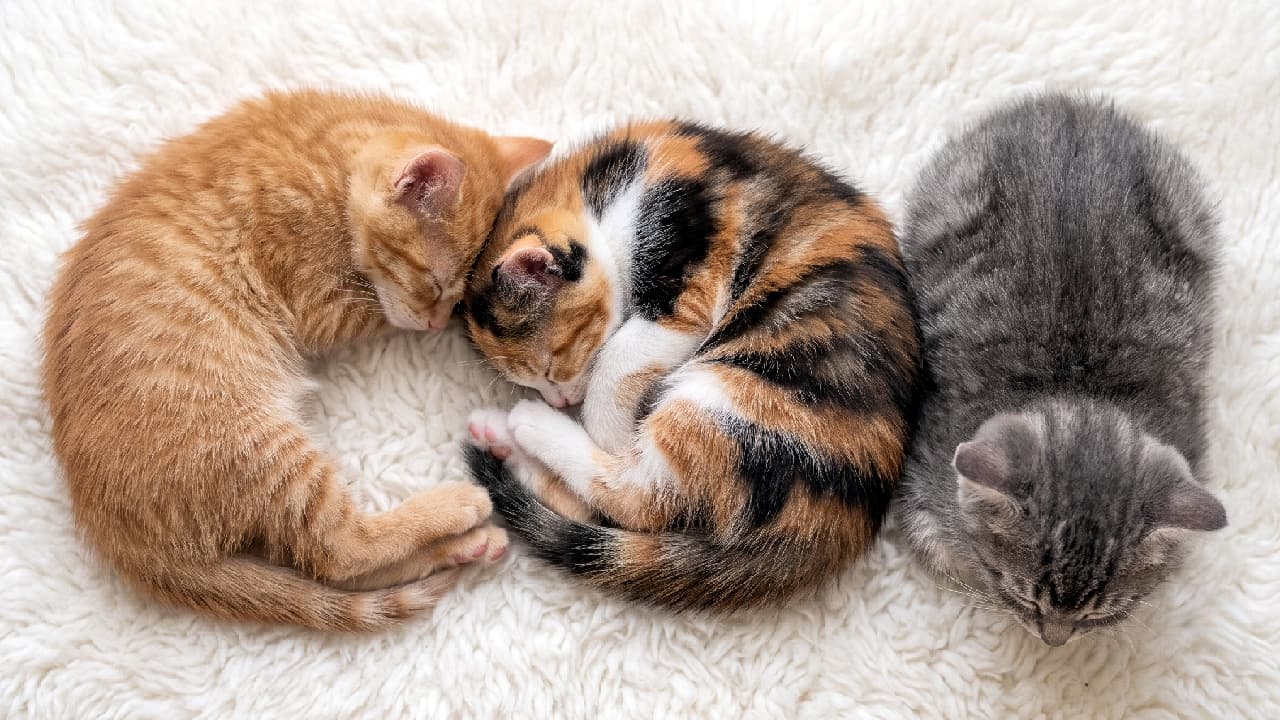 「茶トラ、三毛、サバトラの奇跡の3ショット📸💕 ぴったりくっついて眠る姿にキュン死確定です😍 #子猫 #三毛猫 #お昼寝 #ねこ部 #にゃんすたぐらむ #癒し #へそ天 #猫好きさんと繋がりたい」Ultra-realistic high-quality photograph of three kittens snuggling on a soft pure white fluffy rug. From left to right: a curled-up bright ginger tabby, a sleeping calico displaying beautiful patterns, and a silver tabby resting quietly face down. Warm natural light highlights the glossiness of their fur, creating a scene full of happiness where you can almost feel their body heat. 柔らかな純白の起毛ラグの上で、身を寄せて眠る3匹の子猫。左から丸まる鮮やかなオレンジの茶トラ、中央には美しい黒・茶・白の模様を見せて眠る三毛猫、右には香箱座りのようにうつ伏せで静かに眠るサバトラ。温かい光が被毛のツヤを引き立て、3匹の体温まで伝わるような幸福感溢れる一枚