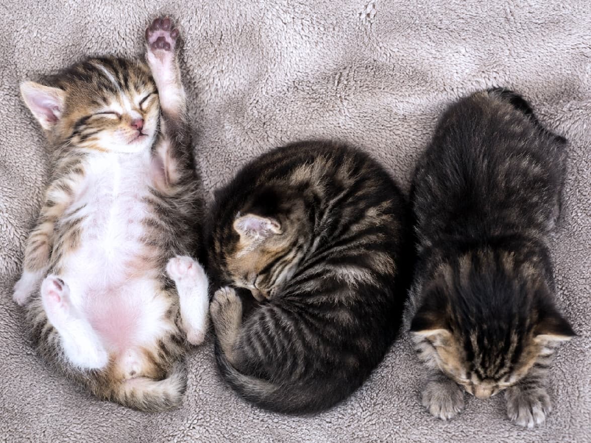 「ふわふわ毛布でスヤスヤ夢の中…💤 自由すぎる寝相に癒されますね🐾 皆様はどの子の寝相がお好きですか?💕 #へそ天 #子猫 #お昼寝 #ねこ部」Ultra-realistic high-quality photograph of three adorable tabby kittens sleeping soundly on a soft beige plush blanket. The left kitten is lying on its back, exposing its pink belly and toe beans with one paw stretched up. The middle kitten is curled up in a tight ball, and the right kitten is sleeping on its stomach, all enveloped in warm, soft lighting. 柔らかなベージュの毛布の上で安らぐ3匹のキジトラ(推測)の子猫たち。左側の子は無防備に仰向けでピンクのお腹と肉球を天に向けて見せ、中央の子は丸く縮こまり、右側の子はうつ伏せで眠っています。緻密な被毛の質感と柔らかな光のニュアンスが温かい情景を描き出しています